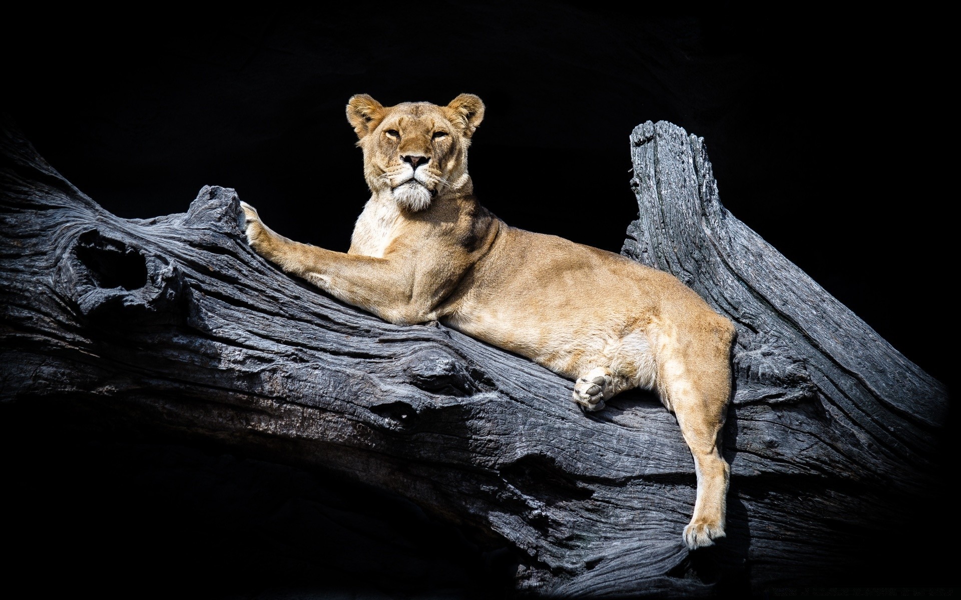 животные млекопитающее кошка дикой природы лев один дикий портрет хищник природа охотник