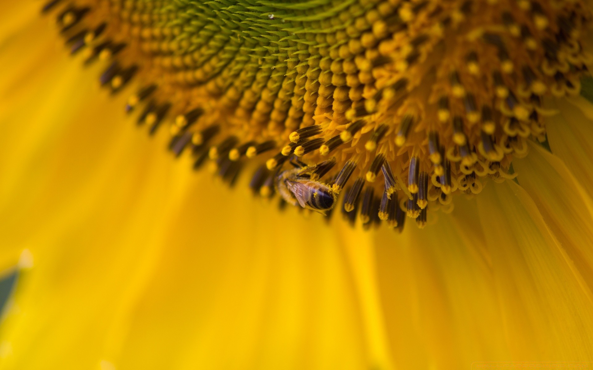 макросъемка природа пыльца пчелка цветок флора лето насекомое размытость яркий подсолнуха рост цвет на открытом воздухе сад рабочего стола крупным планом