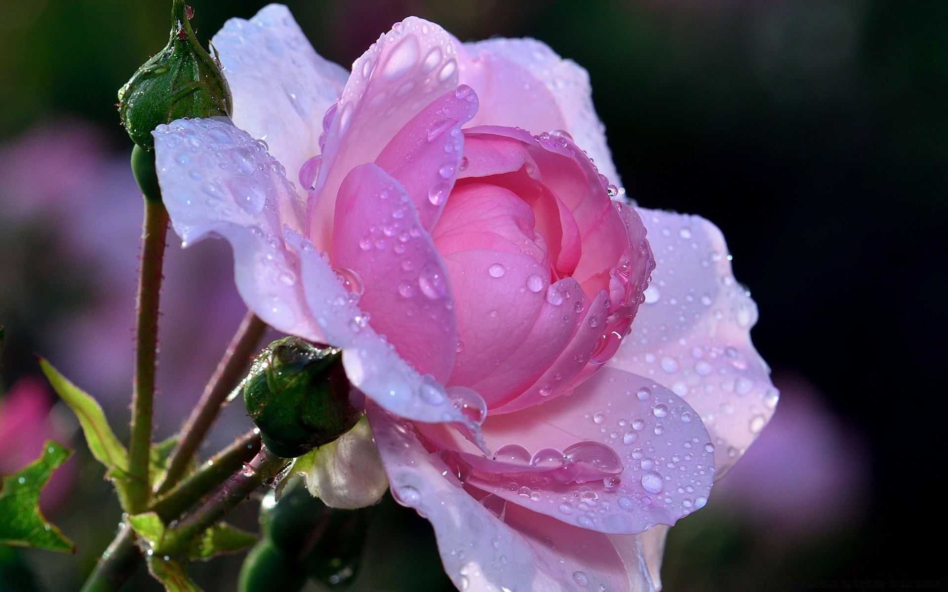 макросъемка цветок природа флора лист роза сад блюминг лепесток цветочные лето цвет дружище красивые нежный