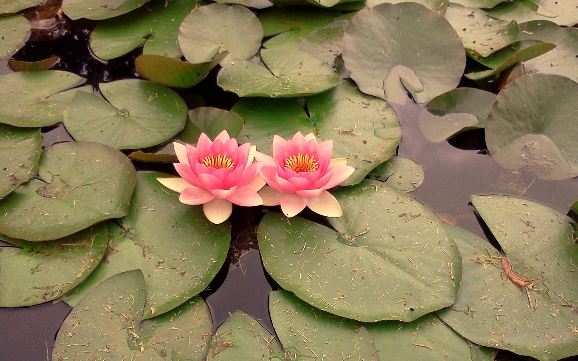 цветы бассейн лотос лили цветок лист кувшинка флора блюминг плавание водный сад цветочные экзотические тропический ботанический крупным планом дзен природа красивые