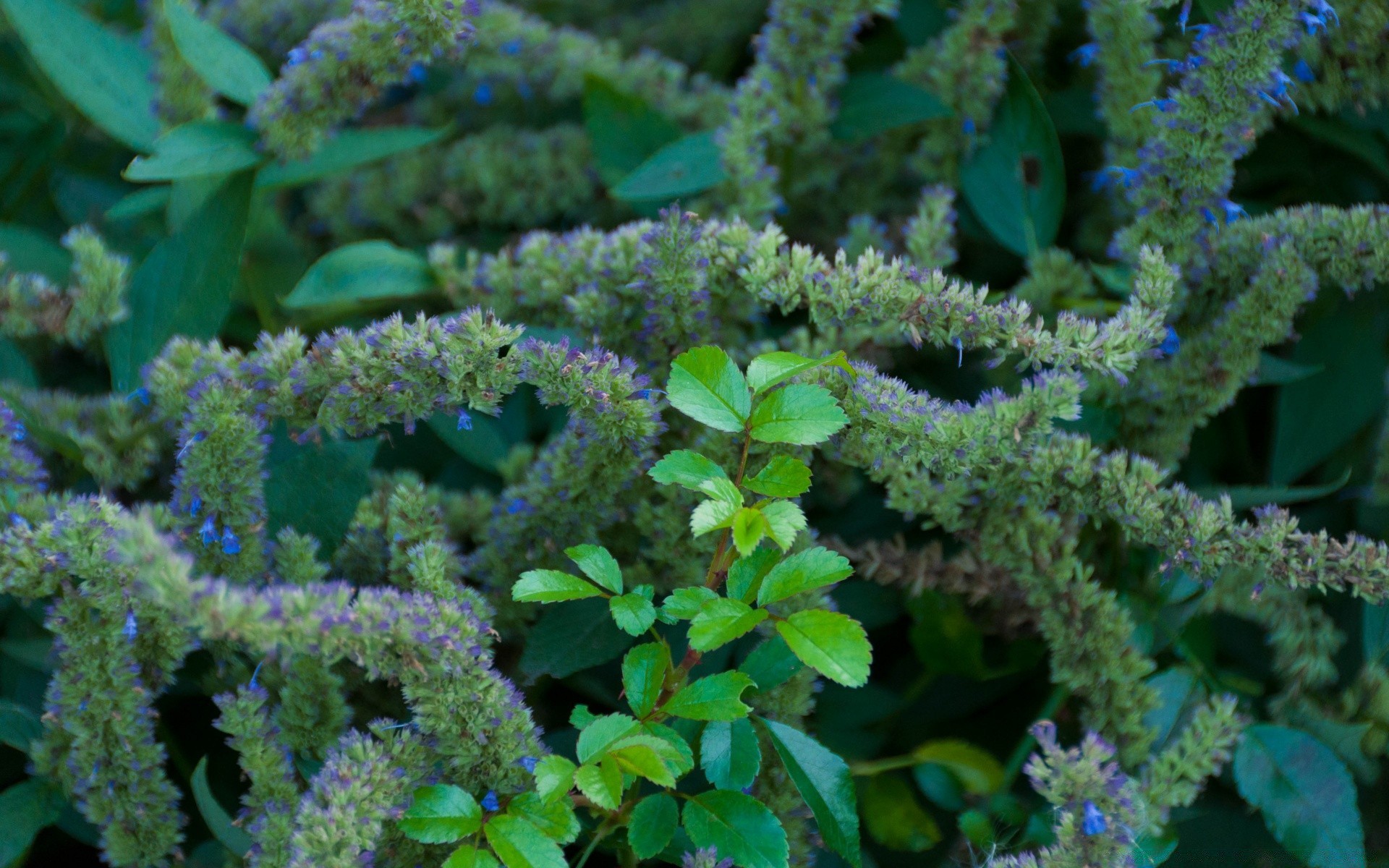 цветы флора природа цветок лист сад на открытом воздухе медицина цвет среды еда