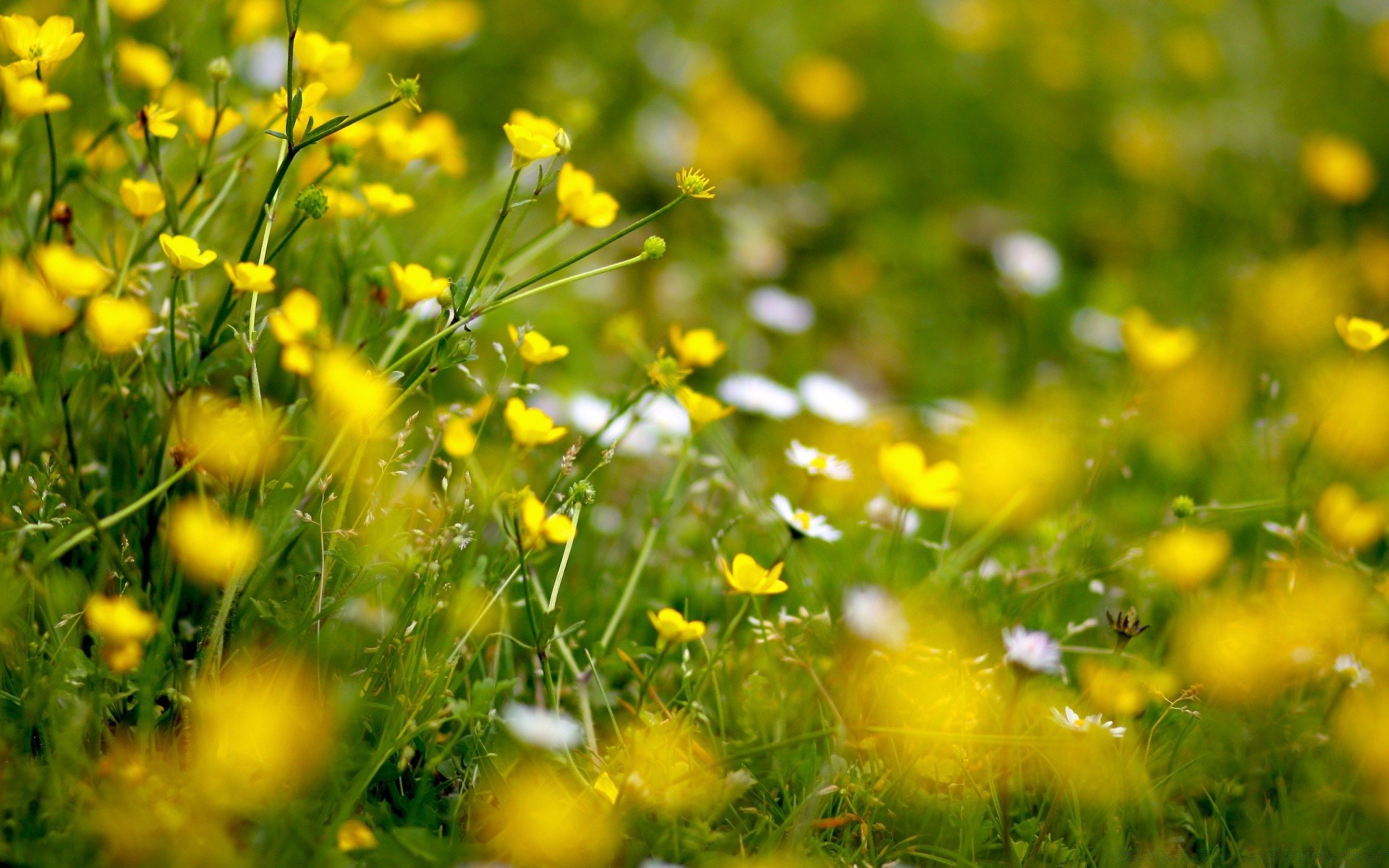 цветы трава поле сенокос природа цветок лето флора яркий сельских хорошую погоду сад сезон солнце газон на открытом воздухе цвет рост лист среды