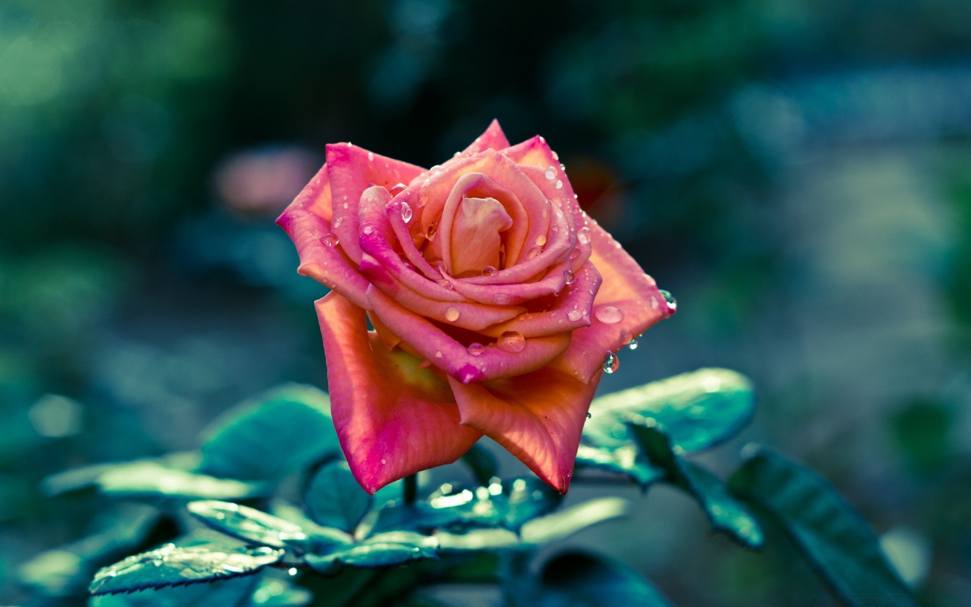 цветы цветок роза природа лепесток любовь сад романтика лист цветочные романтический флора блюминг свадьба красивые цвет на открытом воздухе нежный лето