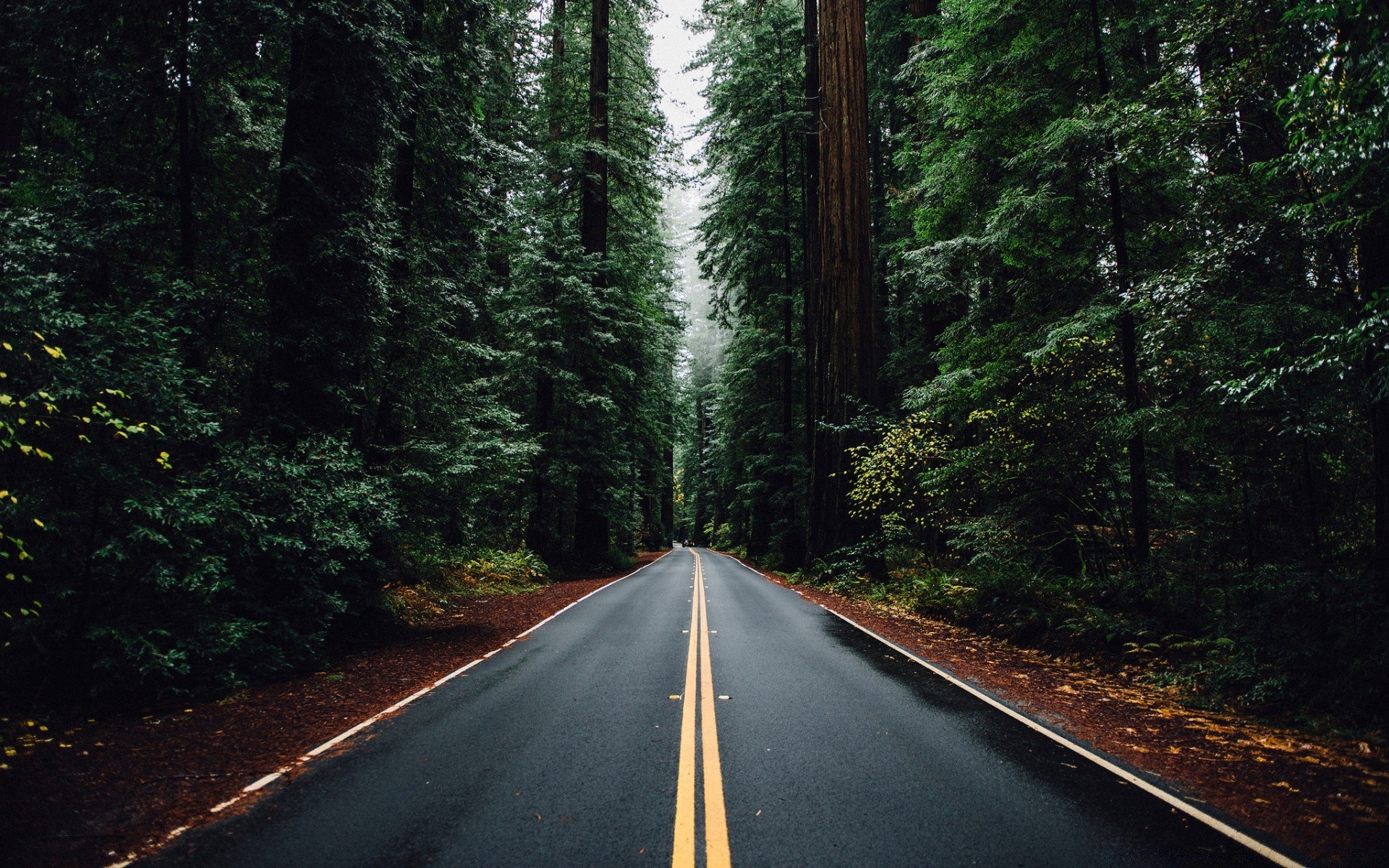 лес дорога древесины руководство дерево шоссе путешествия пейзаж на открытом воздухе природа хвойные асфальт живописный транспортная система
