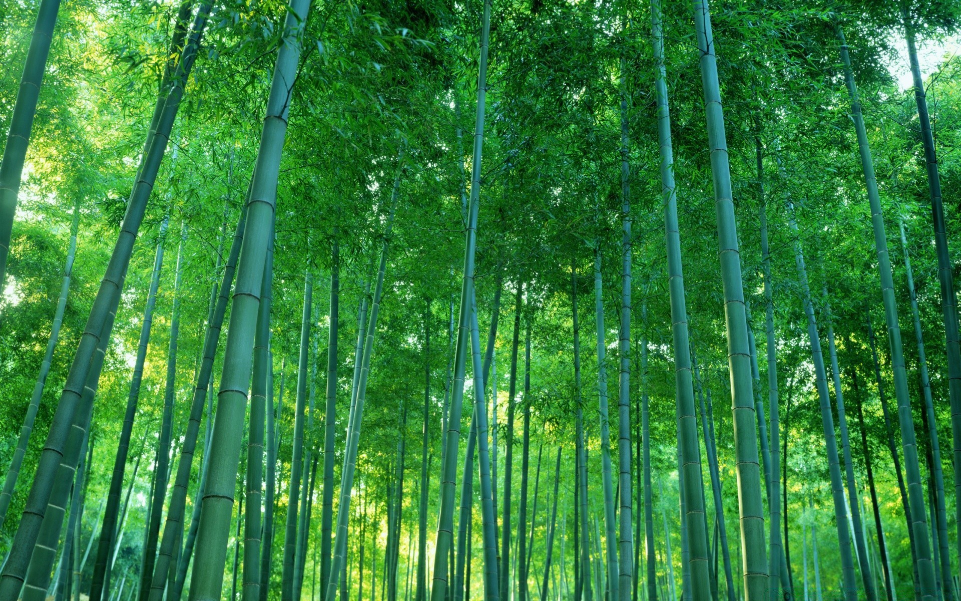 лес бамбук лист пышные древесины природа дерево рост флора санбим среды филиал экология рабочего стола яркий лузга дзен