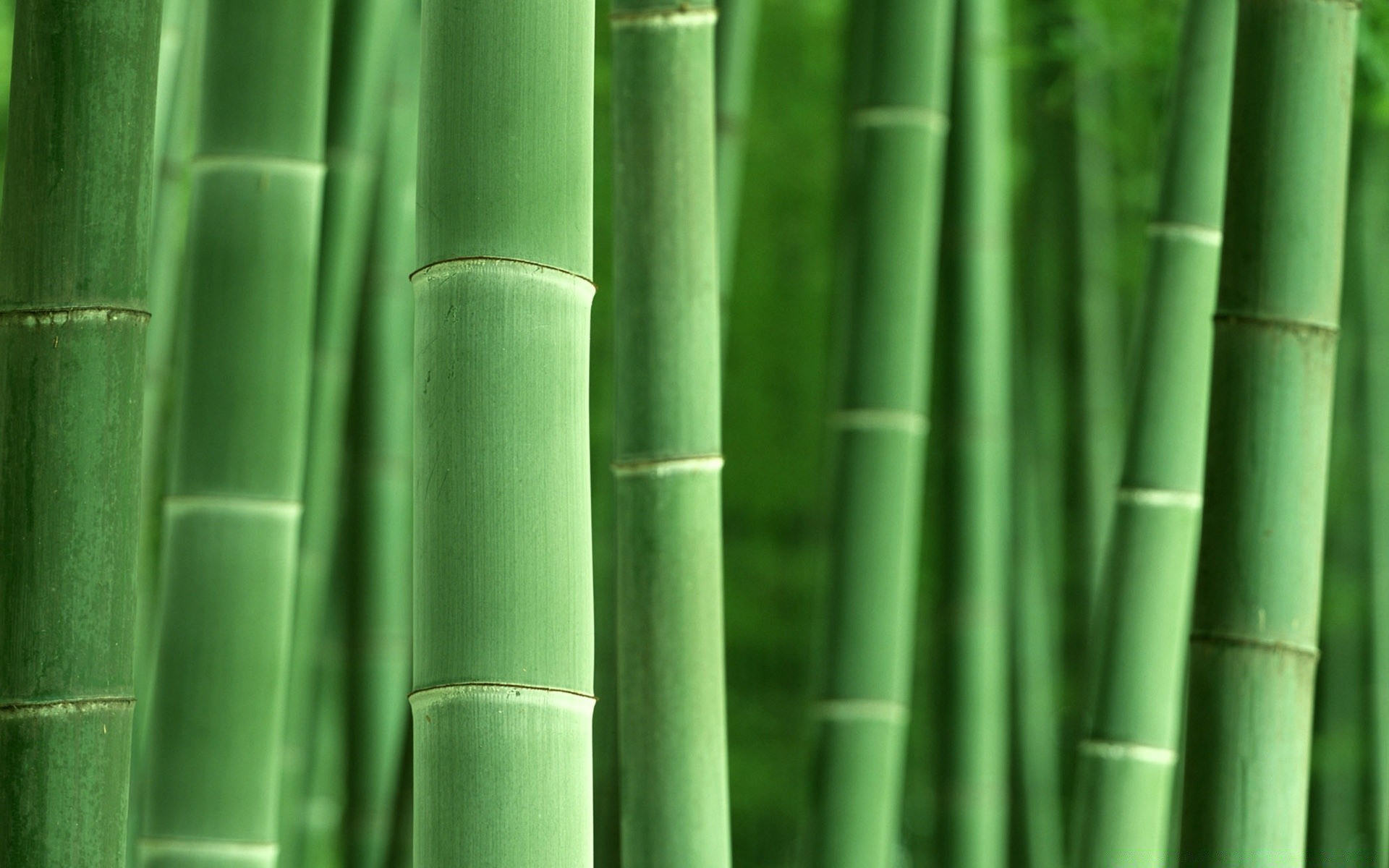лес бамбук лист флора пышные рост сад природа дзен тропический лузга экология текстура рабочего стола ботанический аннотация среды шаблон линия