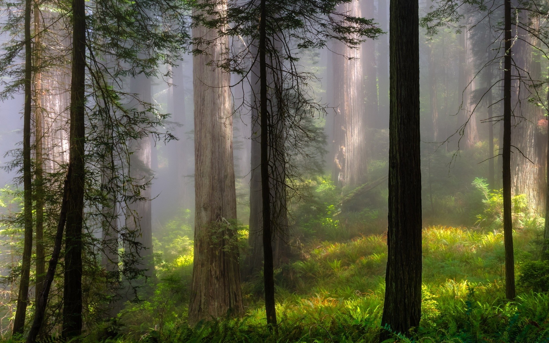 лес туман туман древесины дерево рассвет природа пейзаж осень парк солнце хорошую погоду лист свет на открытом воздухе дымка хвойные санбим эвергрин живописный