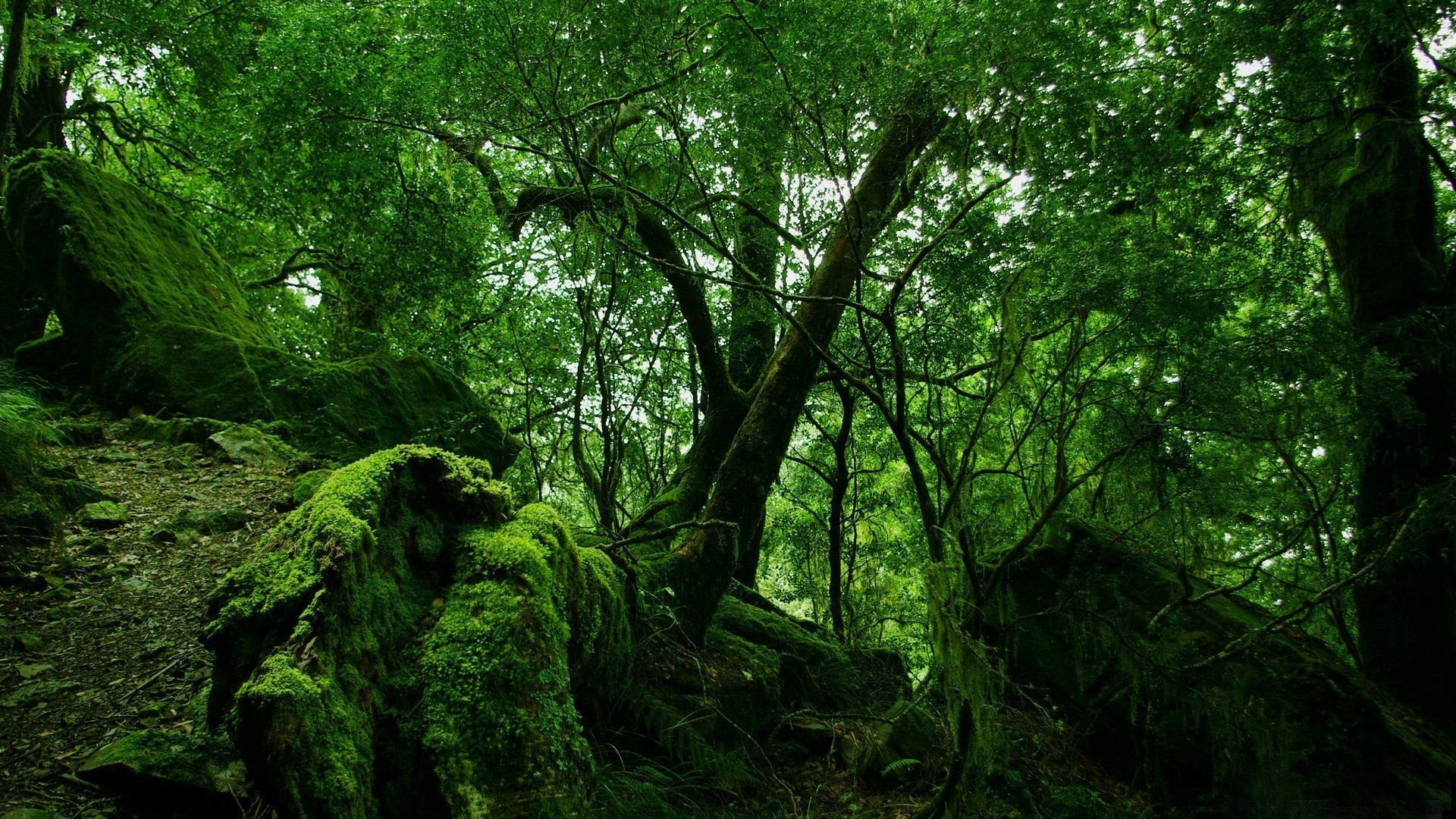 лес древесины дерево пейзаж лист природа среды парк пышные мох багажник дневной свет филиал живописный рост хорошую погоду флора рассвет на открытом воздухе туман
