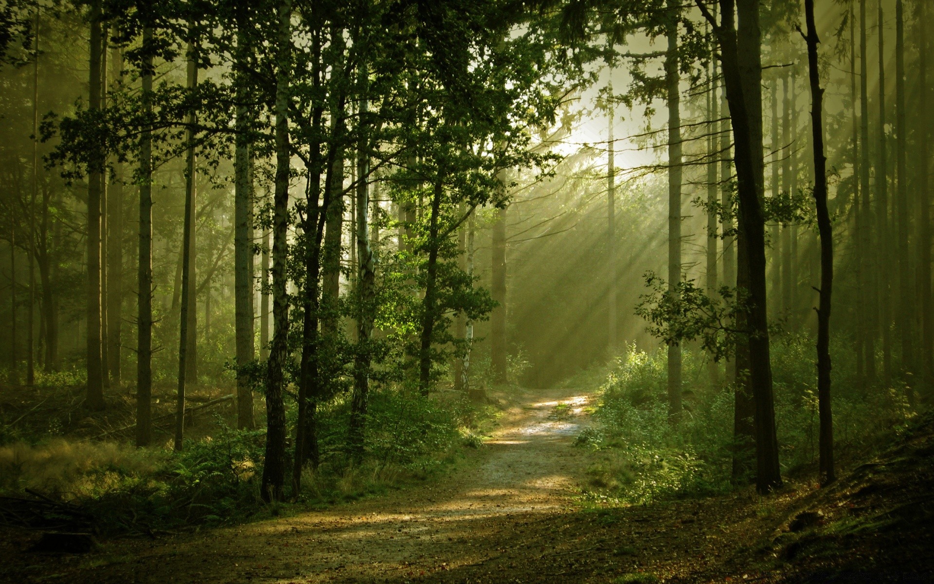 лес древесины пейзаж дерево туман туман природа рассвет солнце парк хорошую погоду лист свет дорога осень среды тайна руководство