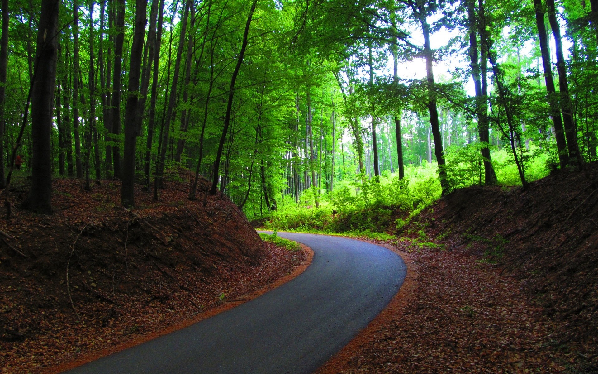 лес дорога древесины дерево пейзаж руководство природа среды парк лист рассвет дневной свет свет