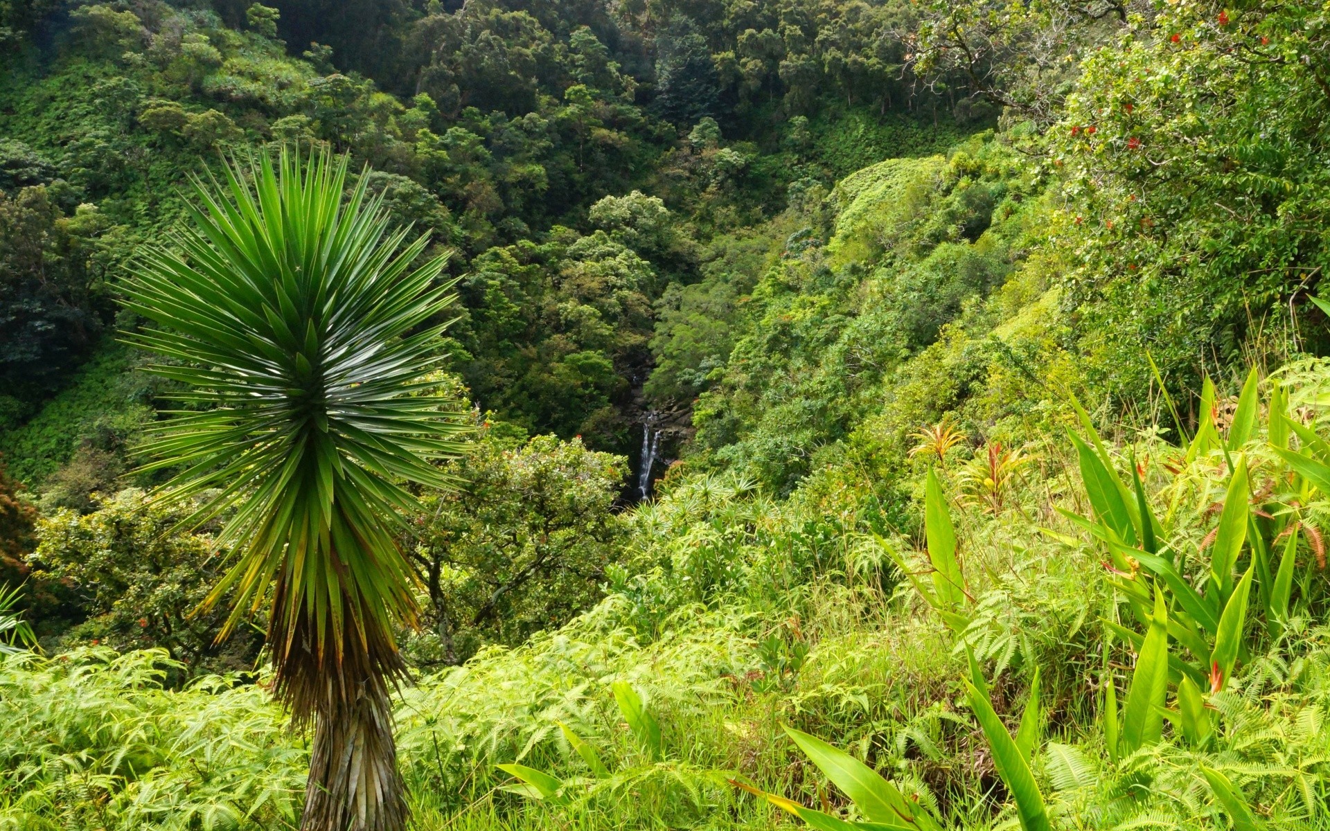 лес природа тропический флора лист дерево пейзаж древесины лето рост на открытом воздухе среды джунгли пышные путешествия тропический лес красивые горы
