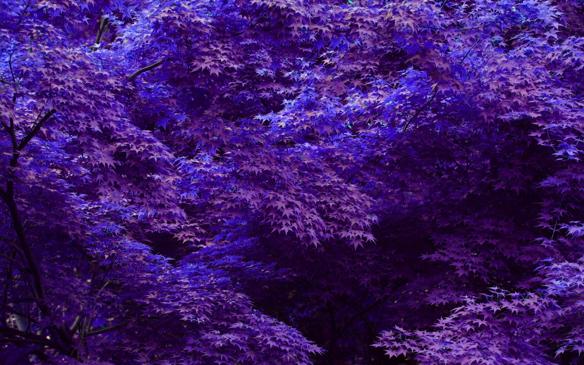 лес аннотация рабочего стола шаблон текстура обои дизайн фон цвет вайолет поверхность природа темный искусство свет впечатление