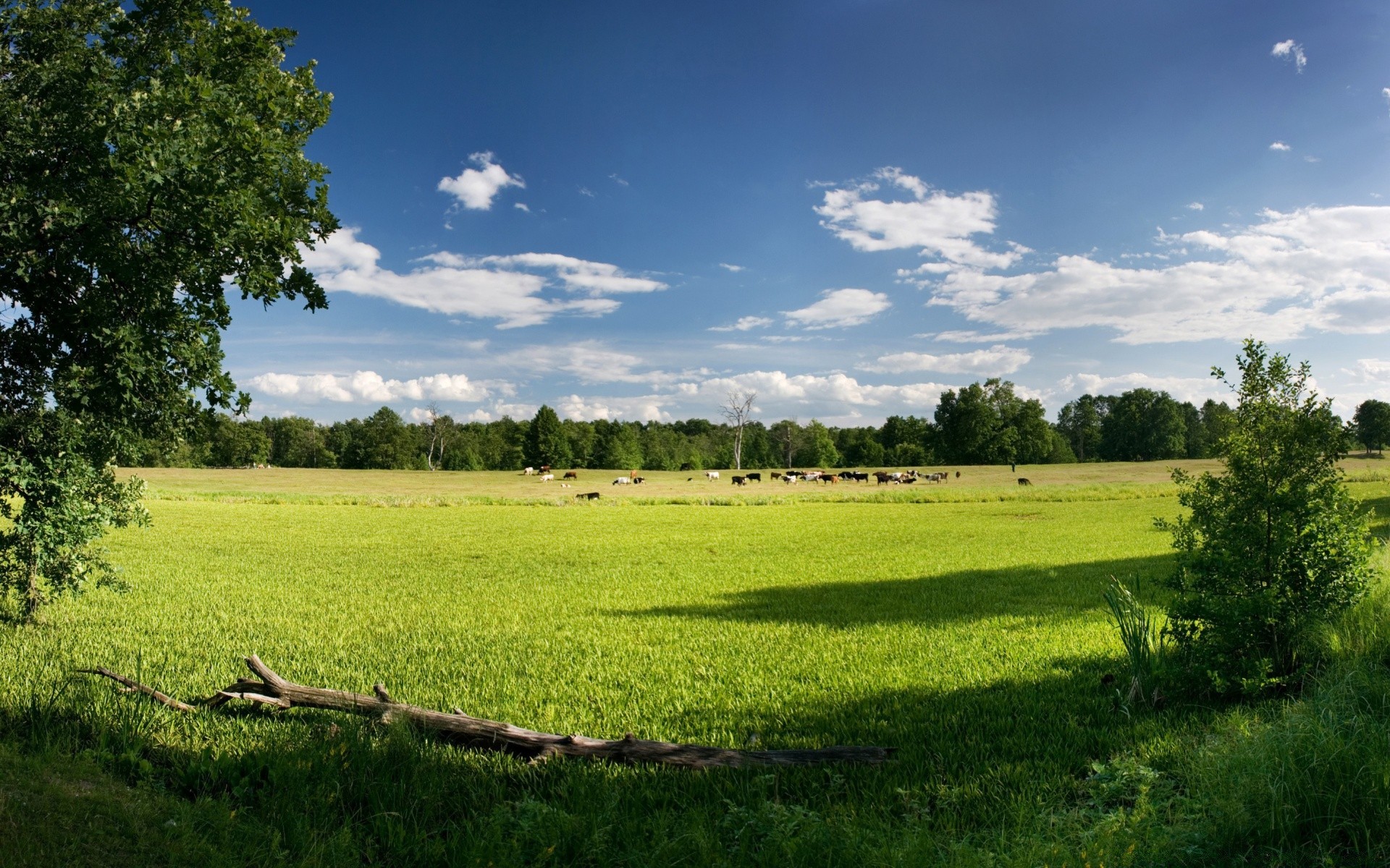 пейзажи трава пейзаж сельских сельское хозяйство природа сенокос на открытом воздухе сельской местности дерево поле лето пастбище небо ферма идиллия почвы древесины