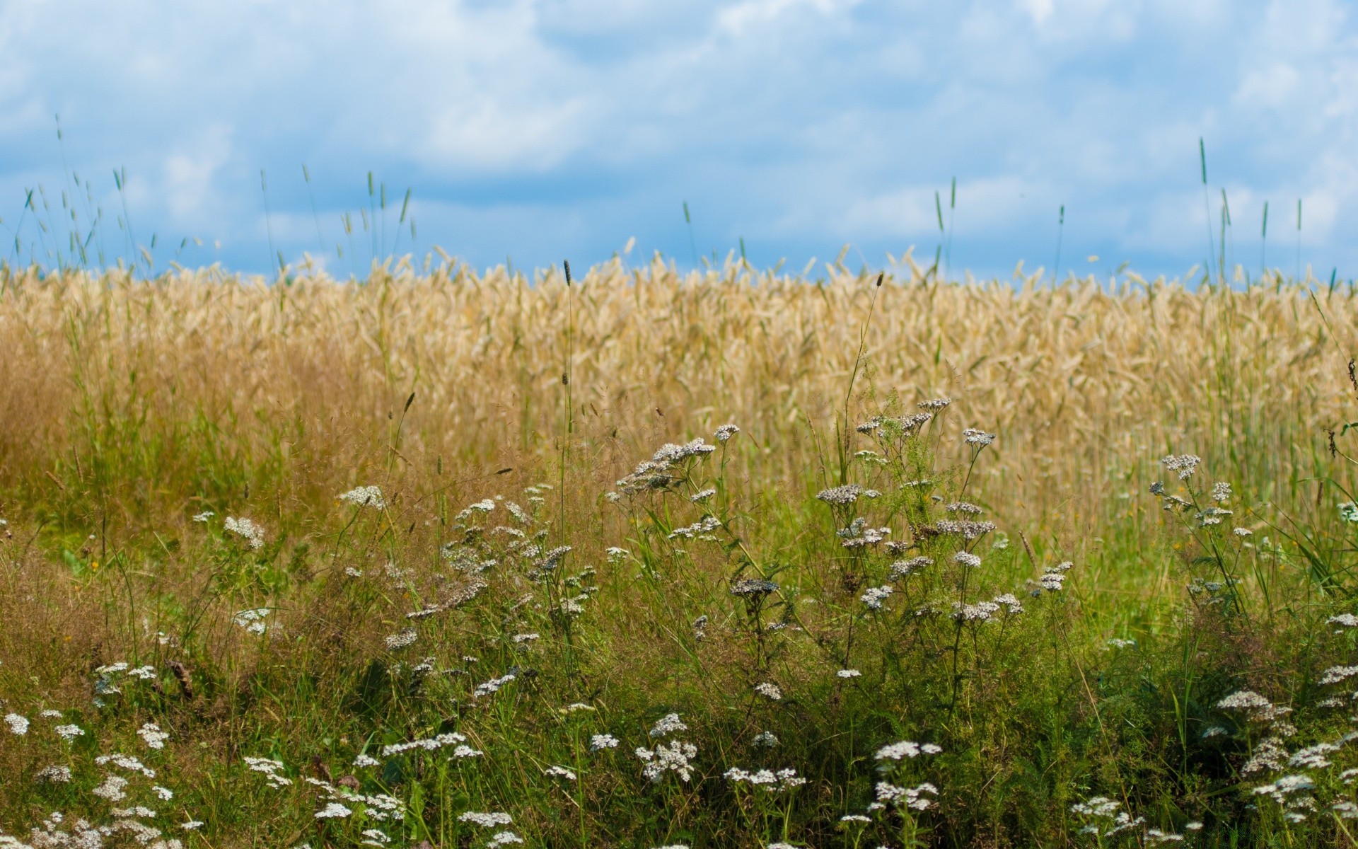 пейзажи природа лето сельских на открытом воздухе трава небо хлопья сельской местности хорошую погоду рост солнце пейзаж пастбище поле сельхозугодия яркий дикий сельское хозяйство пшеницы