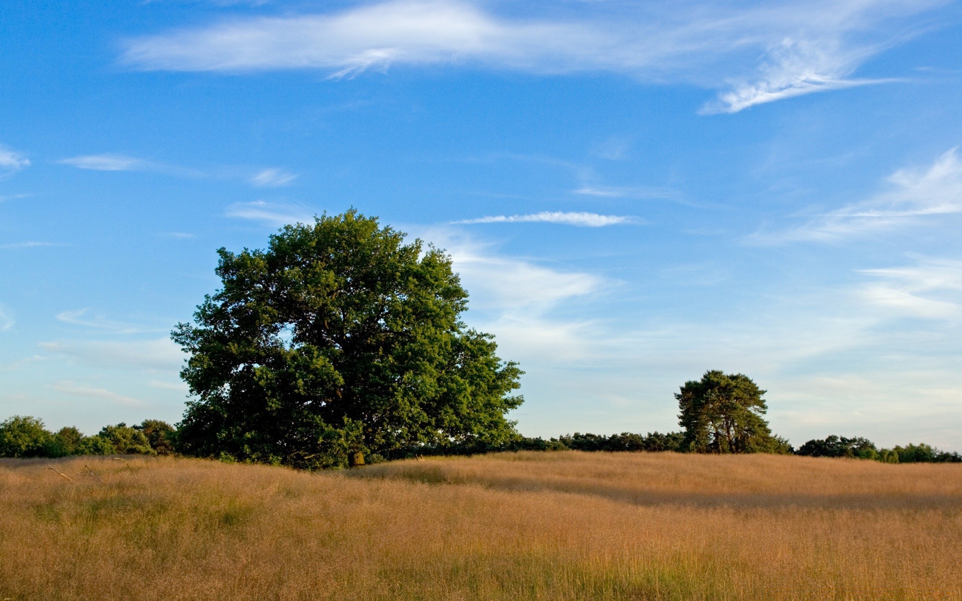 пейзажи пейзаж дерево небо природа поле трава на открытом воздухе возделываемые земли пастбища сельское хозяйство дневной свет сенокос ферма сельской местности среды горизонт