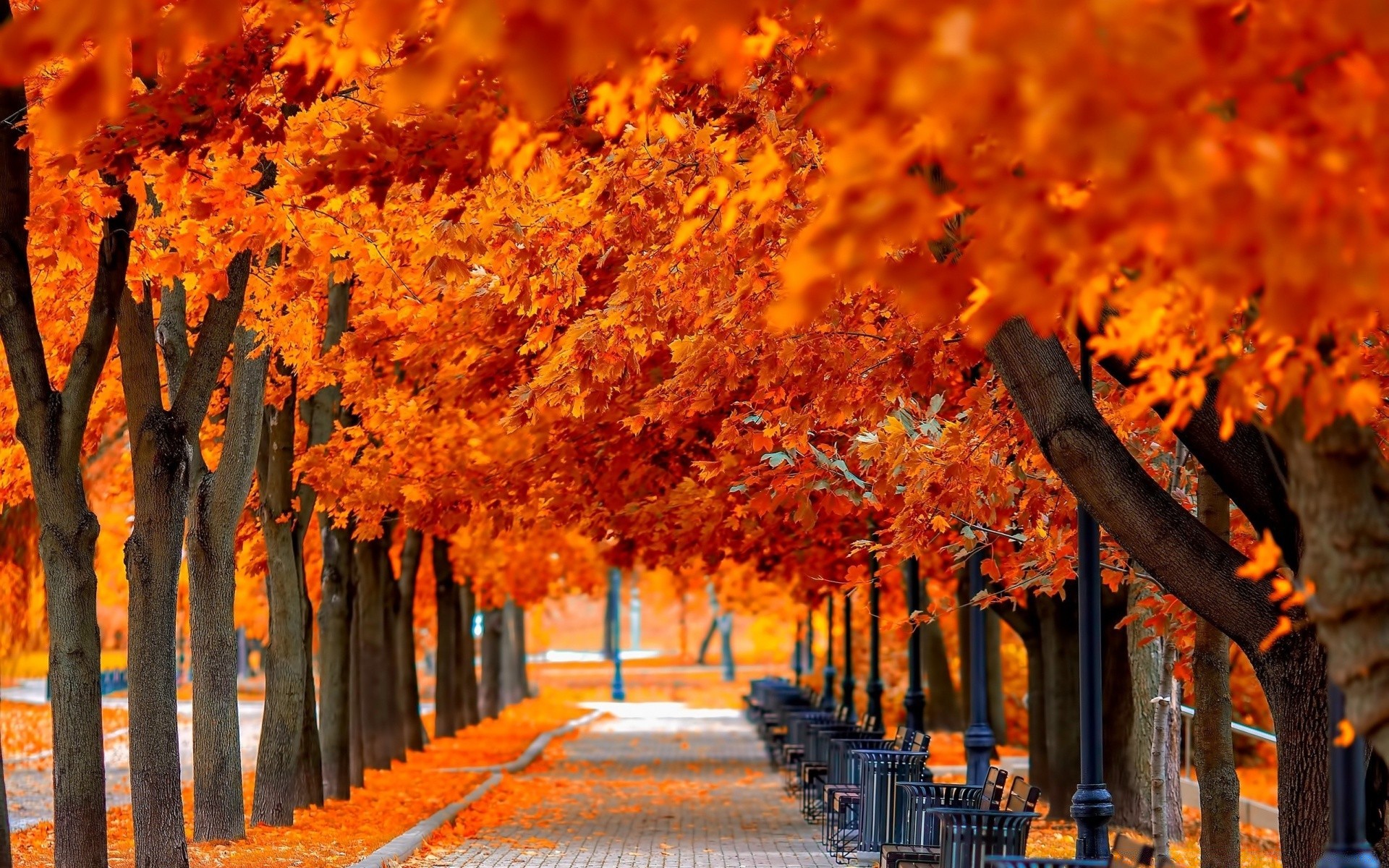осень осень лист дерево на открытом воздухе древесины природа парк яркий сезон кленовый хорошую погоду рассвет цвет