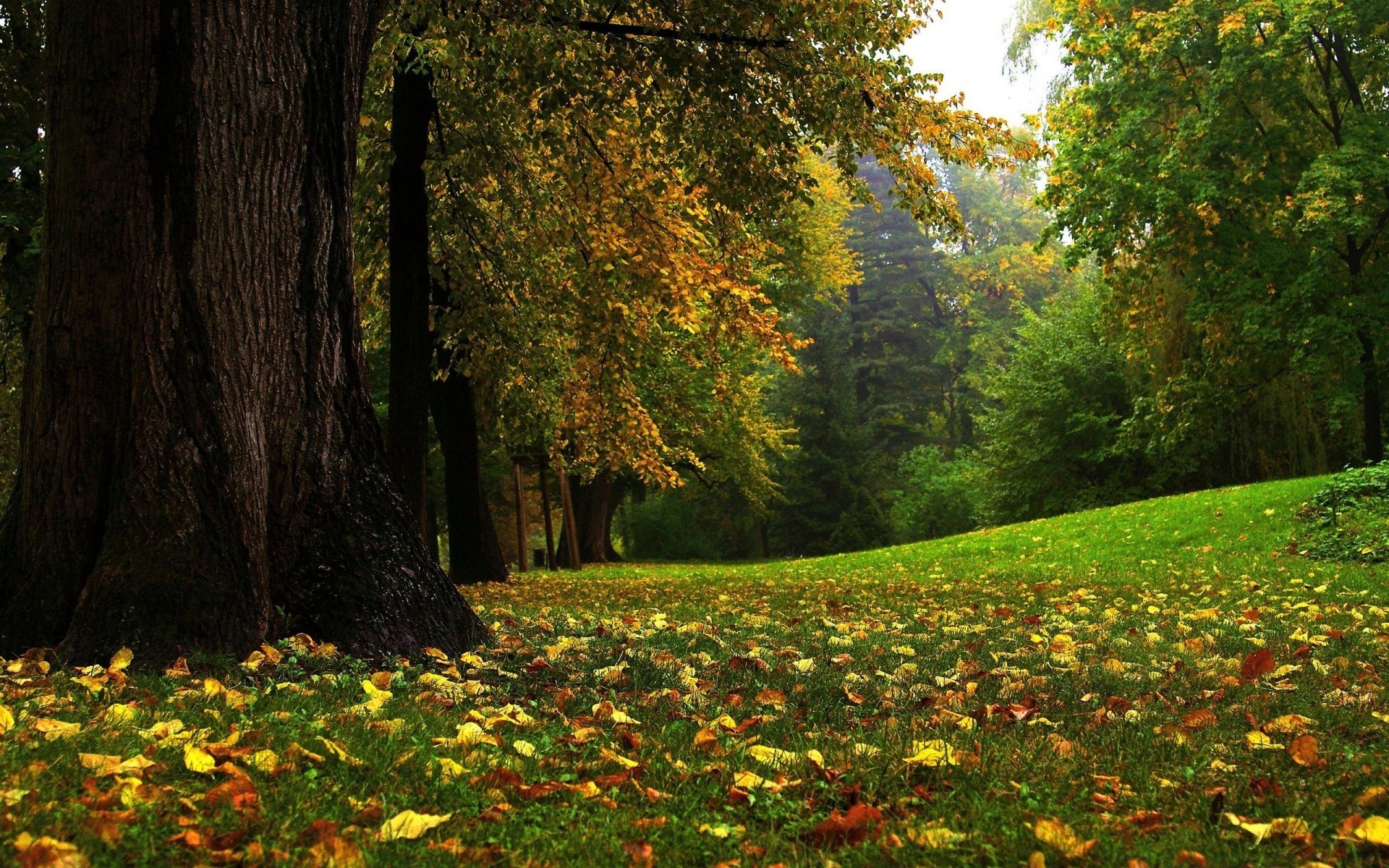 осень дерево лист пейзаж древесины парк природа осень на открытом воздухе живописный кленовый цветок сезон среды дневной свет пышные