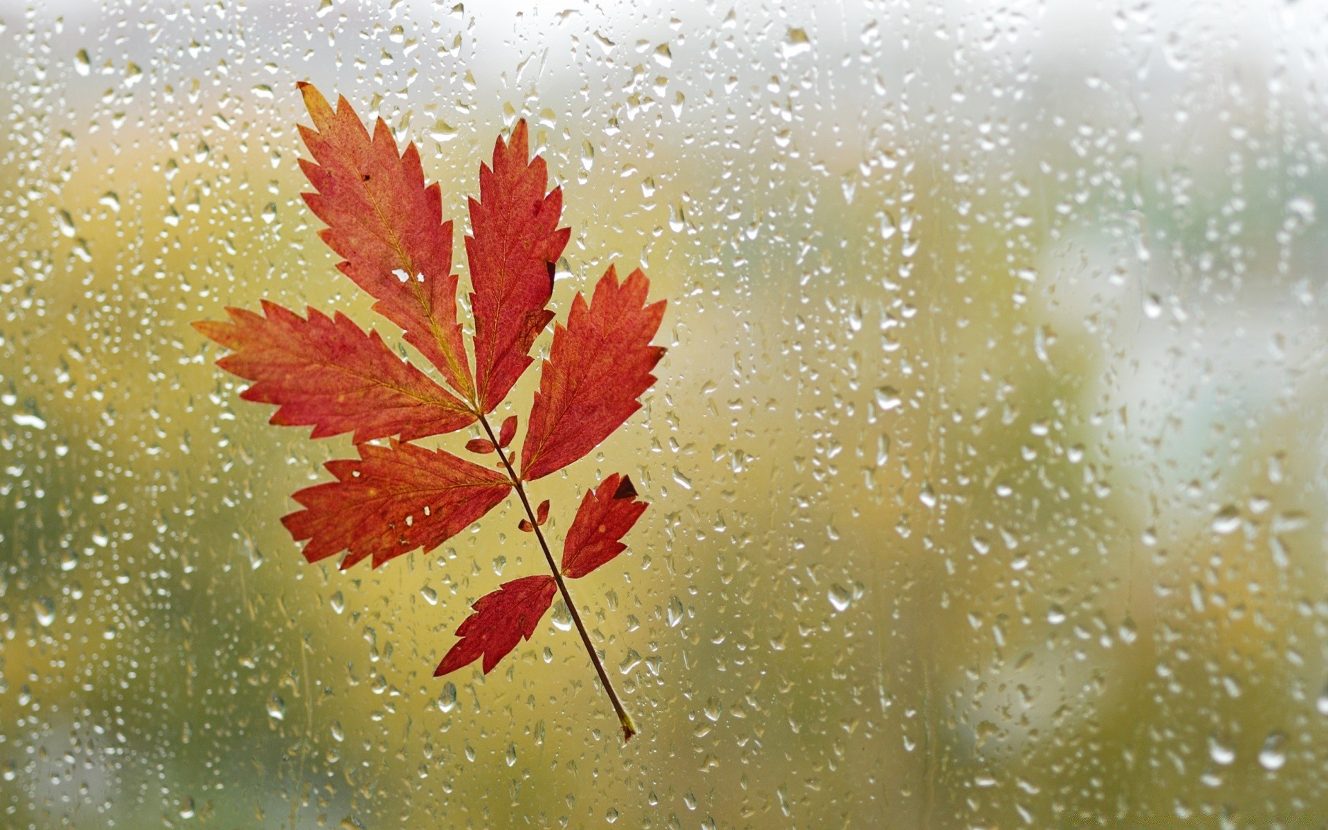 осень осень лист природа рабочего стола сезон аннотация цвет флора