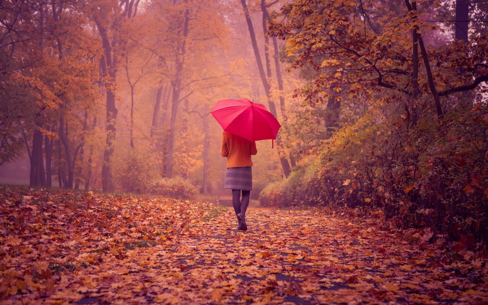 осень осень зонтик дерево на открытом воздухе один взрослый женщина древесины погода пейзаж девушка рассвет дождь природа свет
