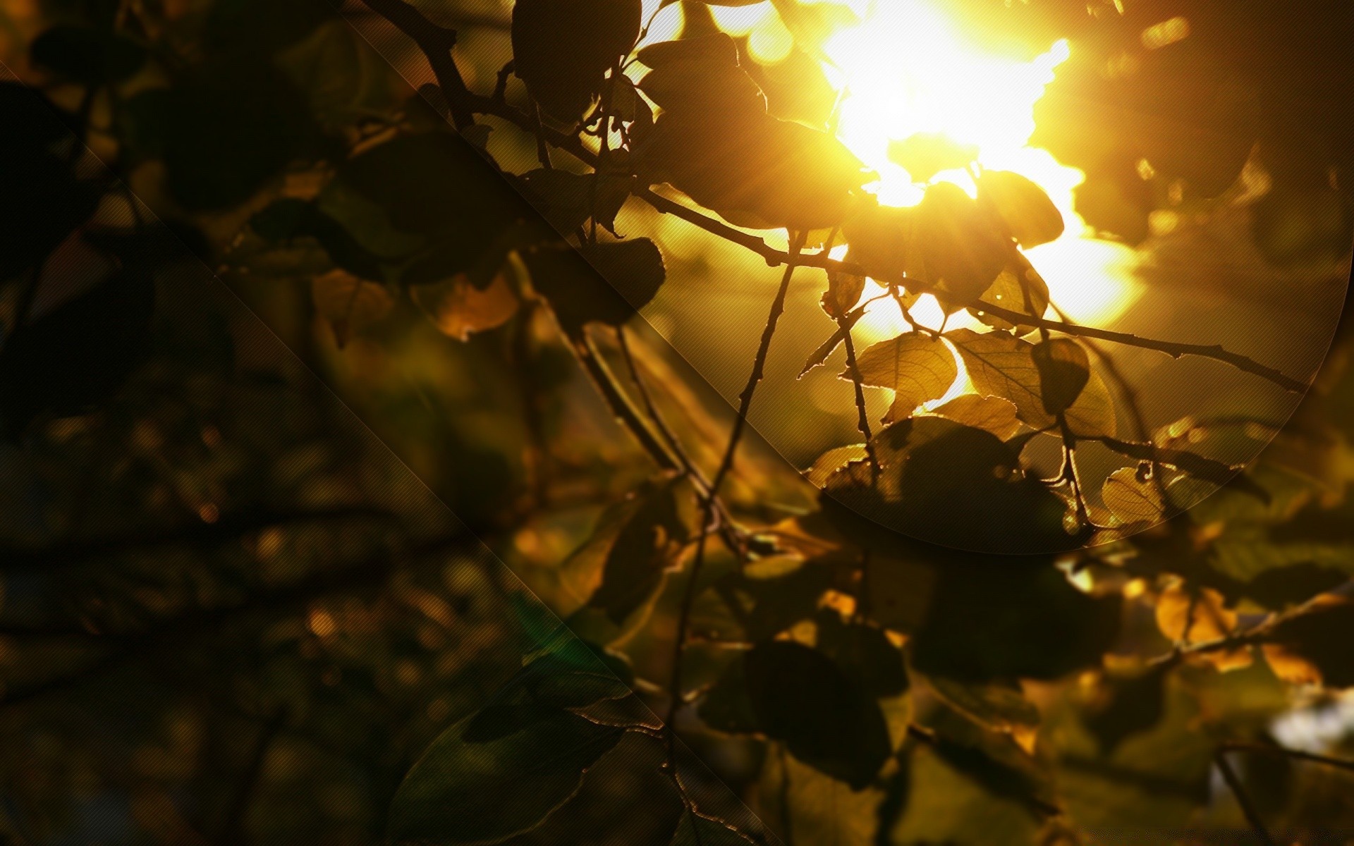 осень размытость осень солнце закат свет золото дерево лист рождество цвет подсветкой рассвет тепло фокус зима природа хорошую погоду настроение филиал яркий