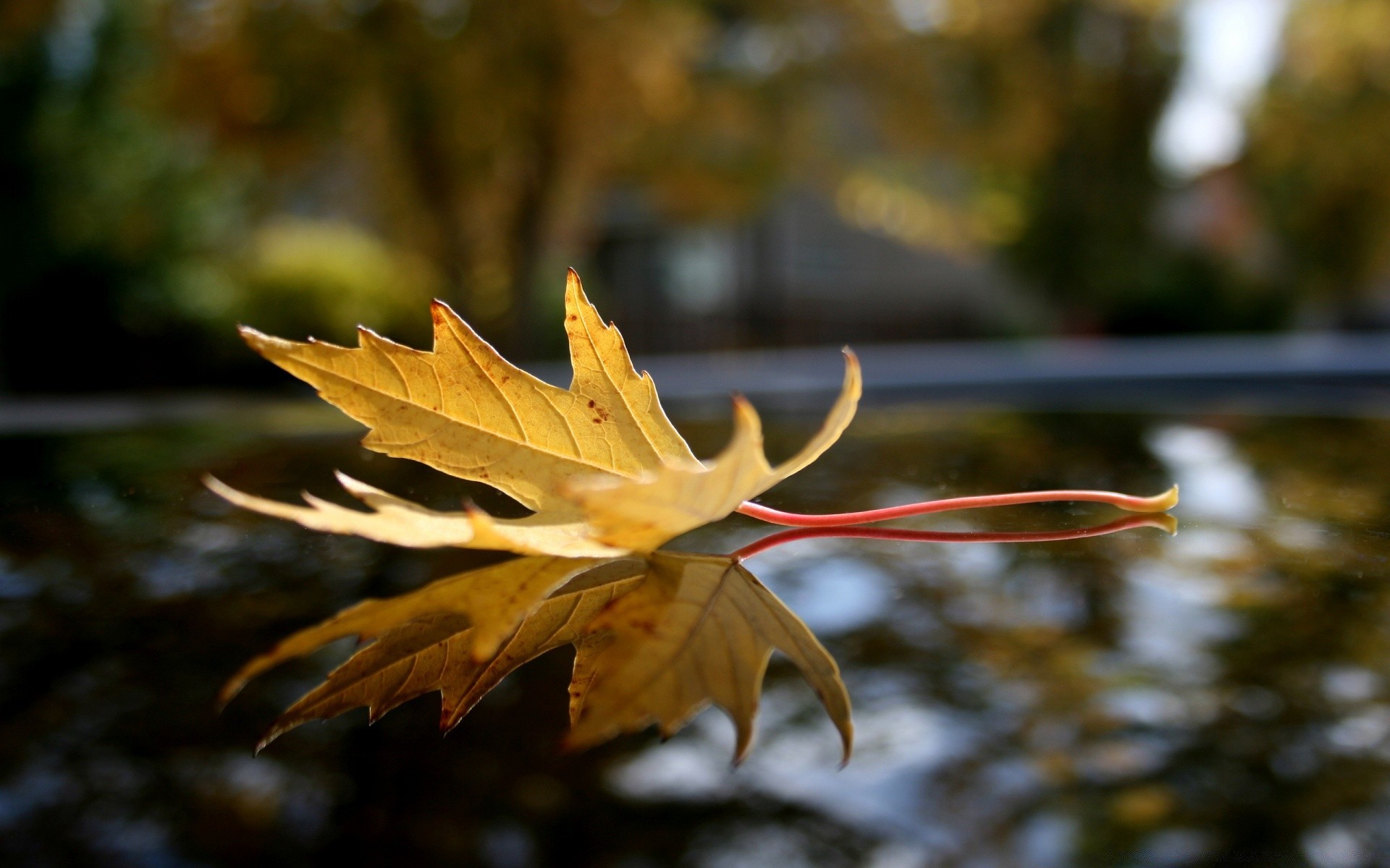 осень лист осень природа кленовый дерево флора древесины на открытом воздухе цвет парк красивые свет среды сезон яркий