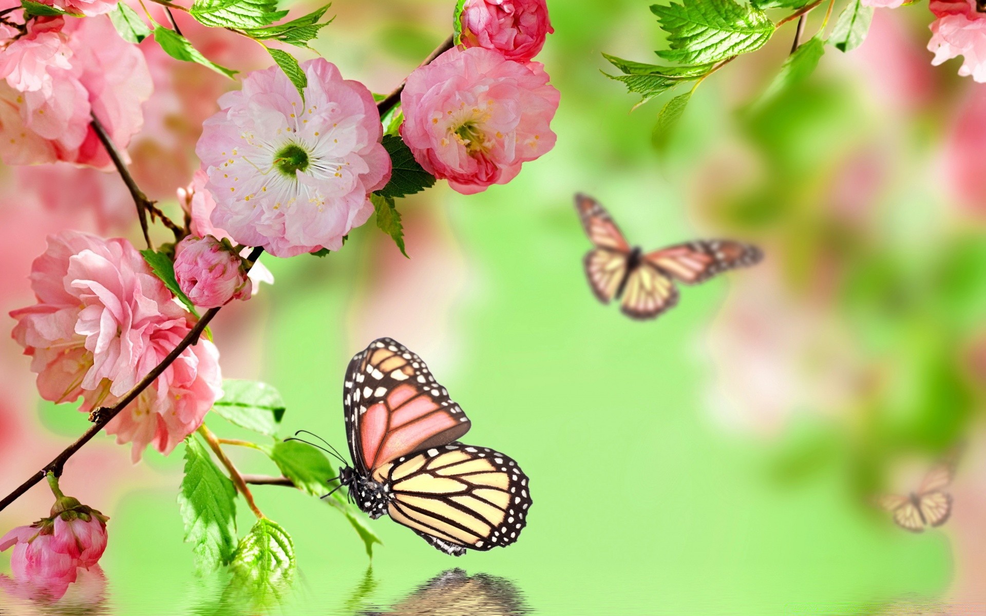 весна природа цветок лето лист флора яркий сад на открытом воздухе бабочка рост цвет нежный насекомое хорошую погоду сезон цветочные крупным планом