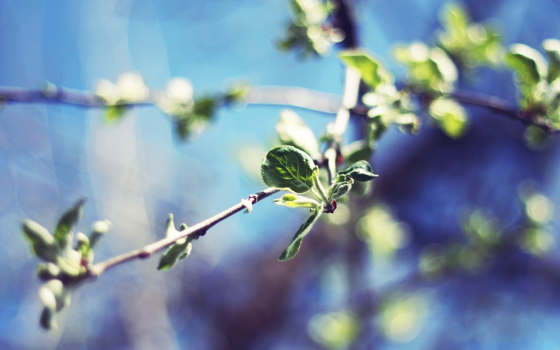 весна филиал дерево природа цветок лист сад флора рост фрукты на открытом воздухе дружище размытость сезон крупным планом хорошую погоду яблоко лето цвет вишня