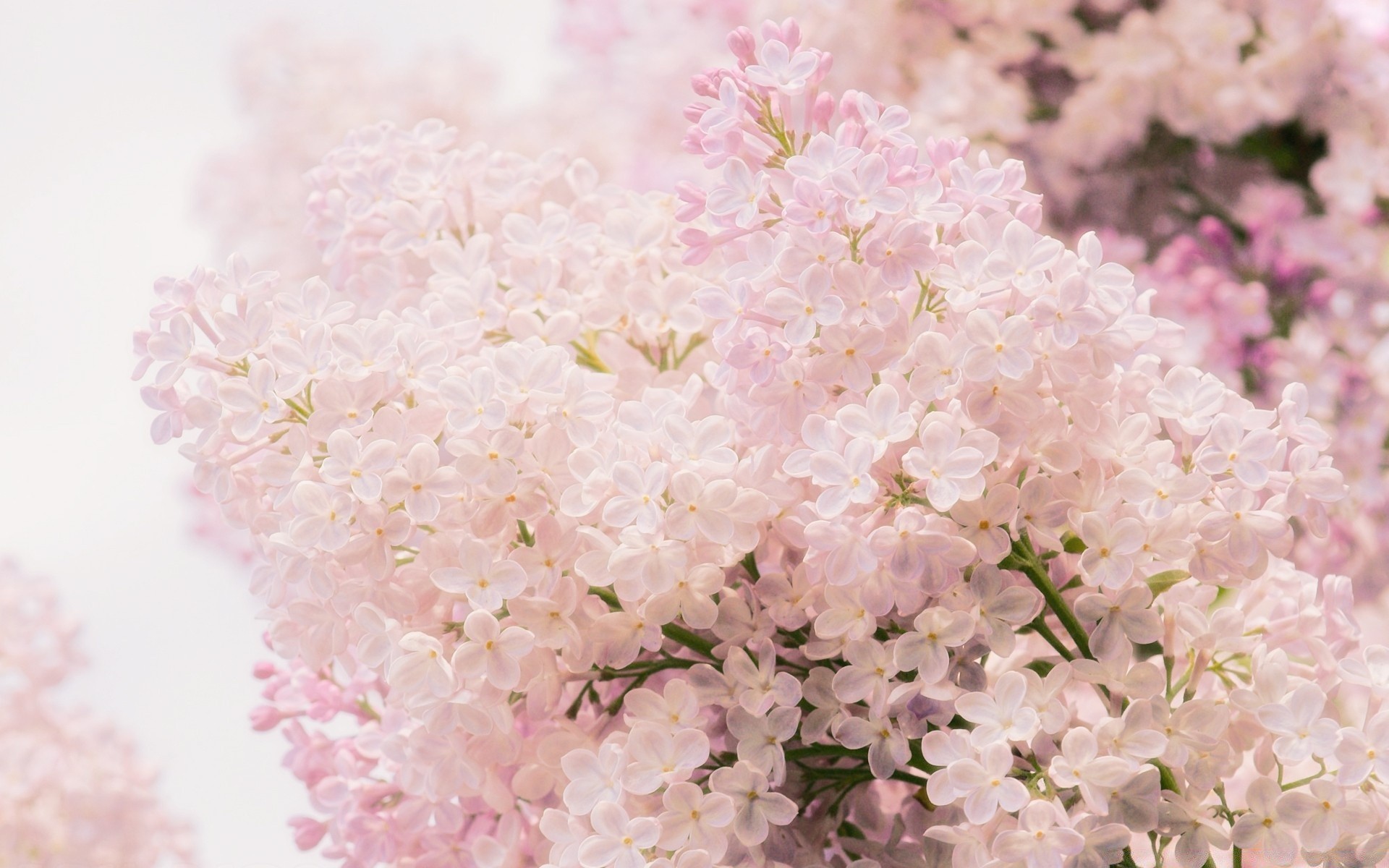 весна цветок флора природа цветочные лепесток блюминг сад филиал дерево цвет лист сезон рабочего стола красивые крупным планом вишня лаванда яркий весна