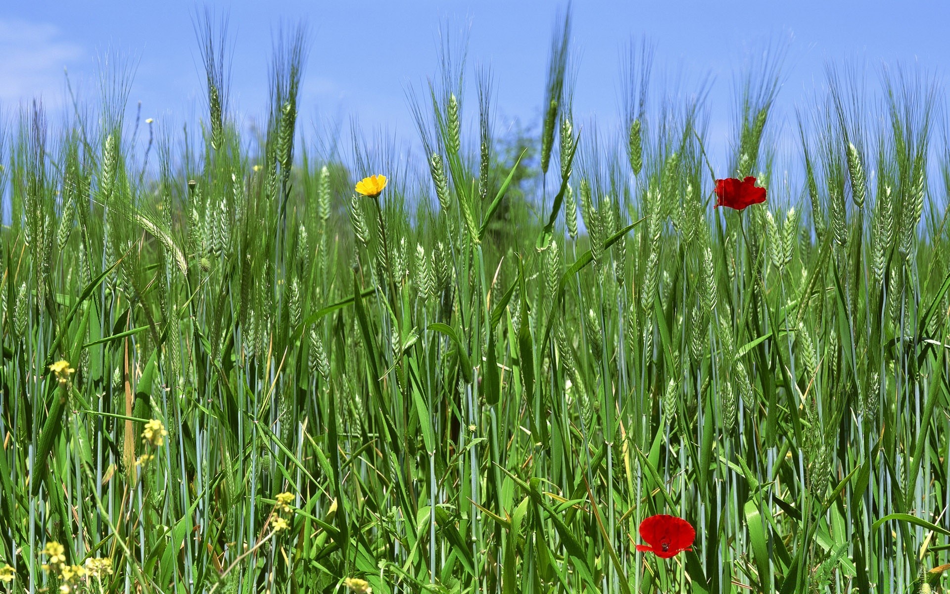 весна поле трава сенокос природа сельских цветок на открытом воздухе лето флора сельское хозяйство ферма рост поппи сезон пастбище сельской местности хорошую погоду солнце среды