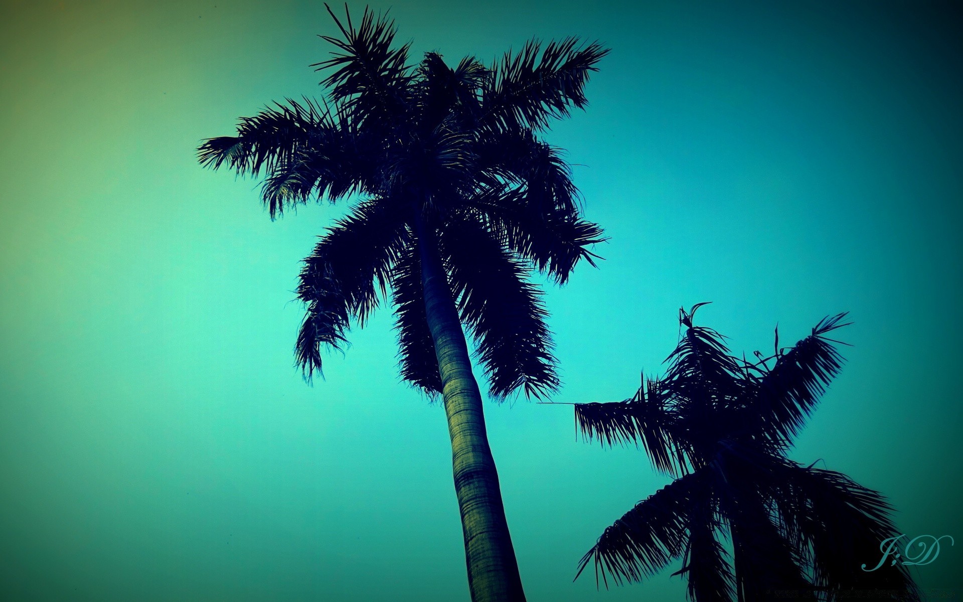 лето ладони пляж тропический кокосовое моря остров солнце экзотические океан идиллия песок дерево рай пейзаж отпуск