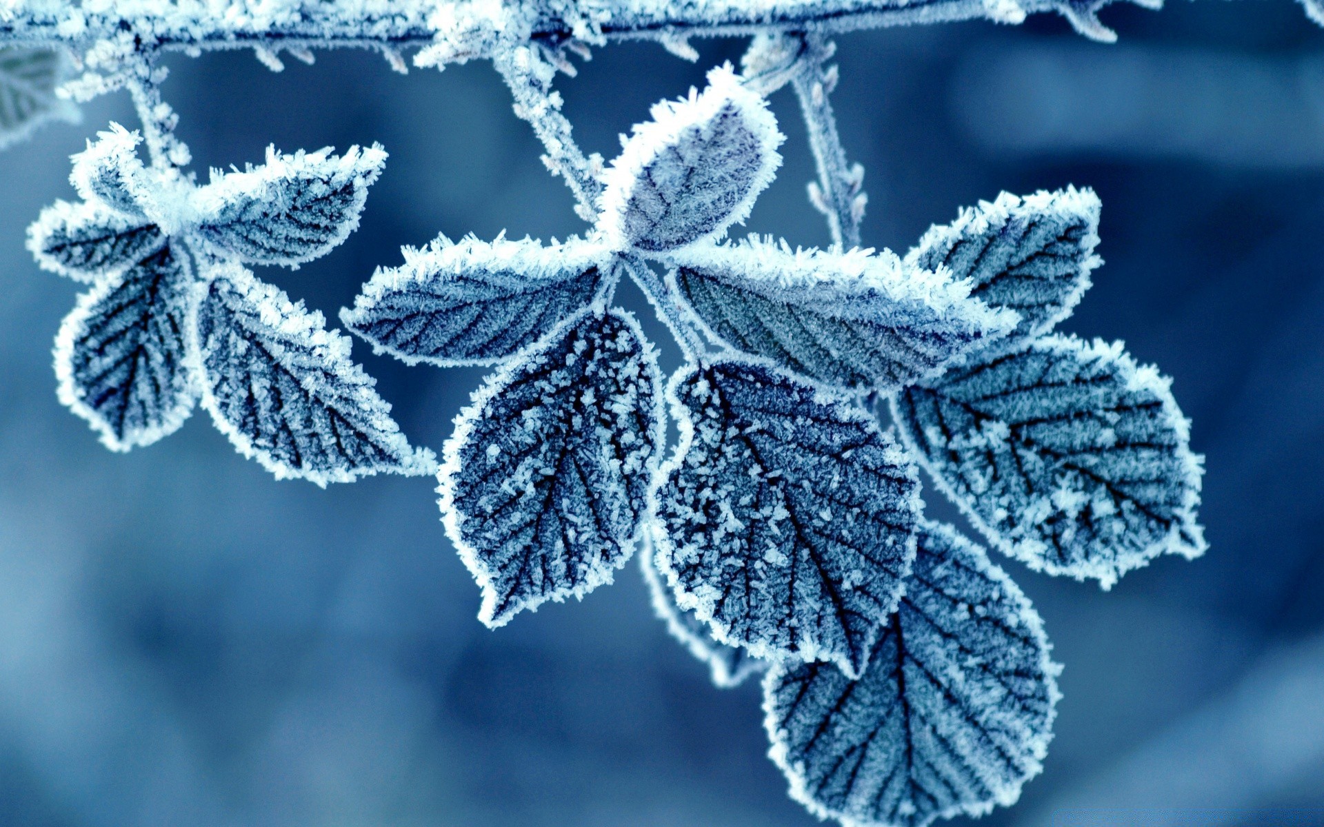 зима мороз сезон природа лист замороженные флора рождество снег холодная филиал яркий рабочего стола морозный дерево цвет крупным планом на открытом воздухе украшения