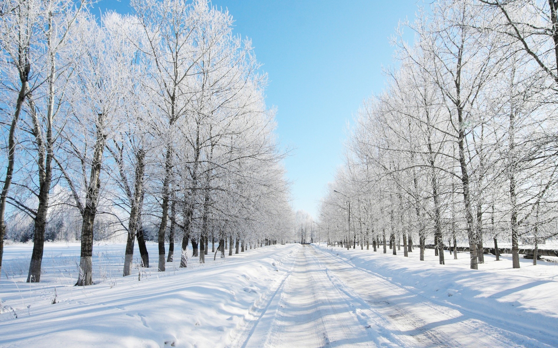 зима снег холодная мороз замороженные дерево сезон погода пейзаж древесины лед пургу снежное дорога снег-белый живописный руководство филиал сцена морозный