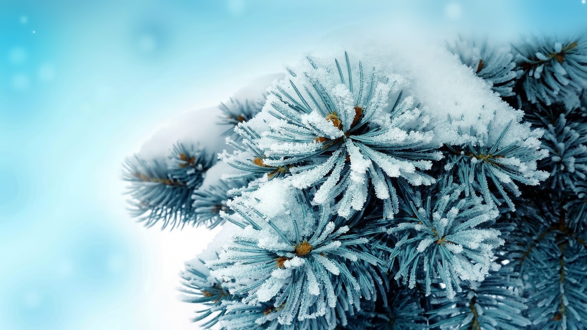 зима рождество мороз снег дерево сосна сезон иглы природа украшения эвергрин на открытом воздухе пихта ели холодная снежинка замороженные