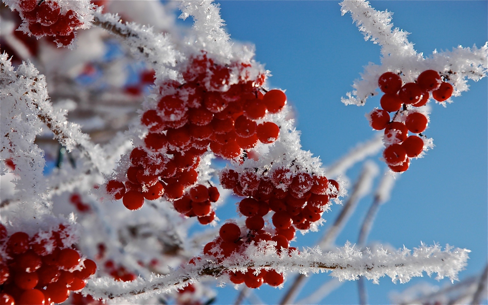 зима мороз снег природа филиал сезон яркий дерево ягодка лед на открытом воздухе рождество рябина лист замороженные рябина светит холодная цвет