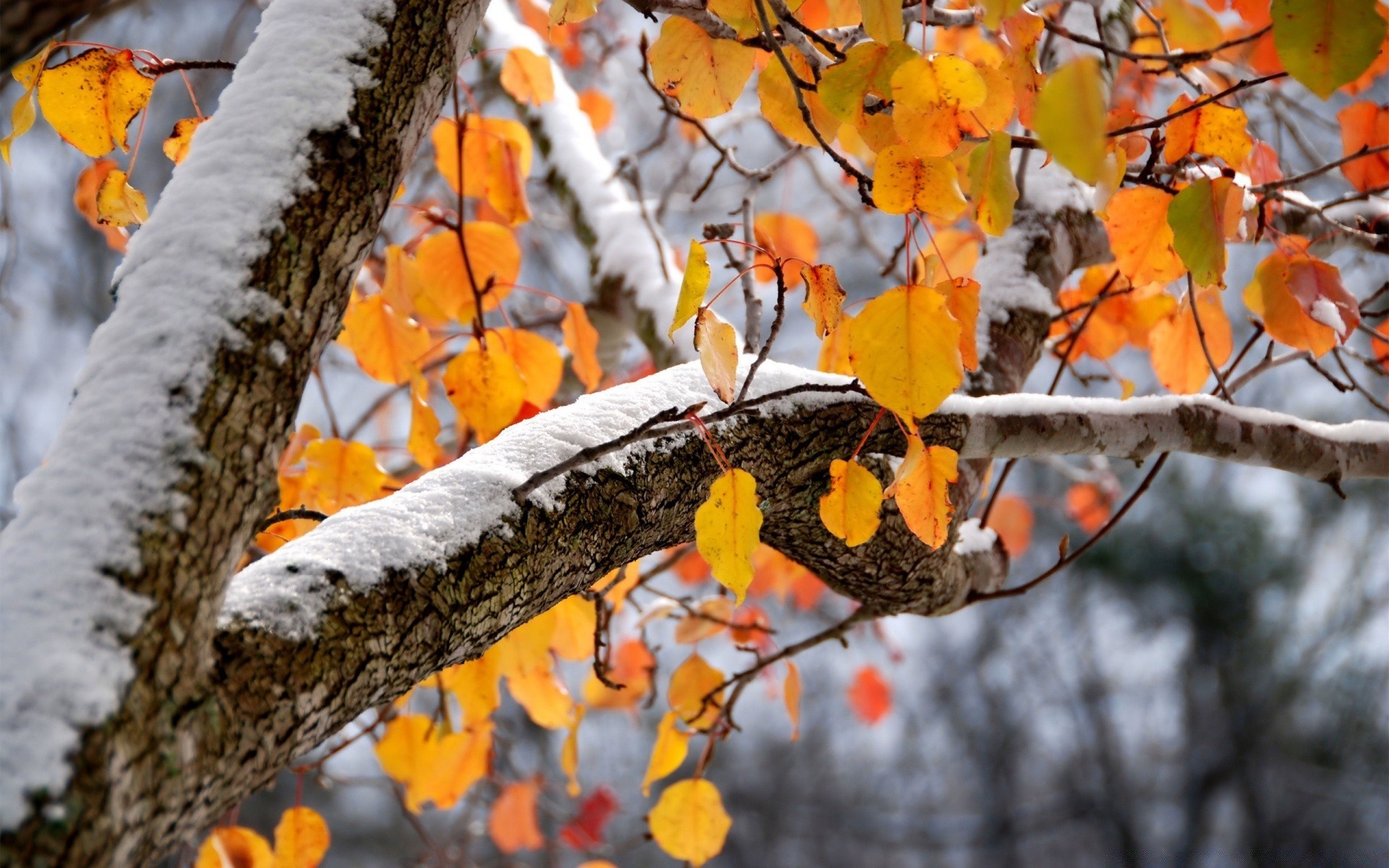 зима дерево сезон осень лист филиал природа на открытом воздухе древесины флора цвет яркий парк рабочего стола крупным планом кленовый золото сад пейзаж