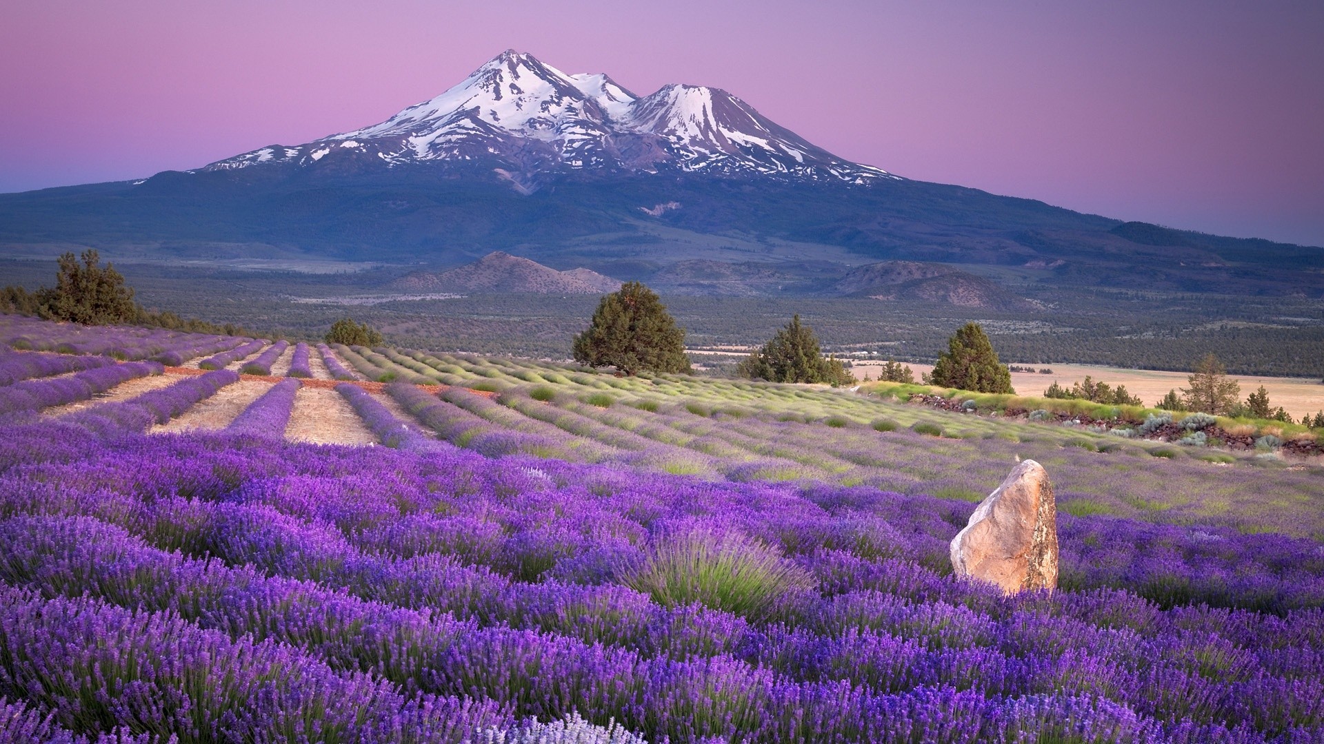 америка пейзаж природа на открытом воздухе цветок живописный горы небо путешествия поле