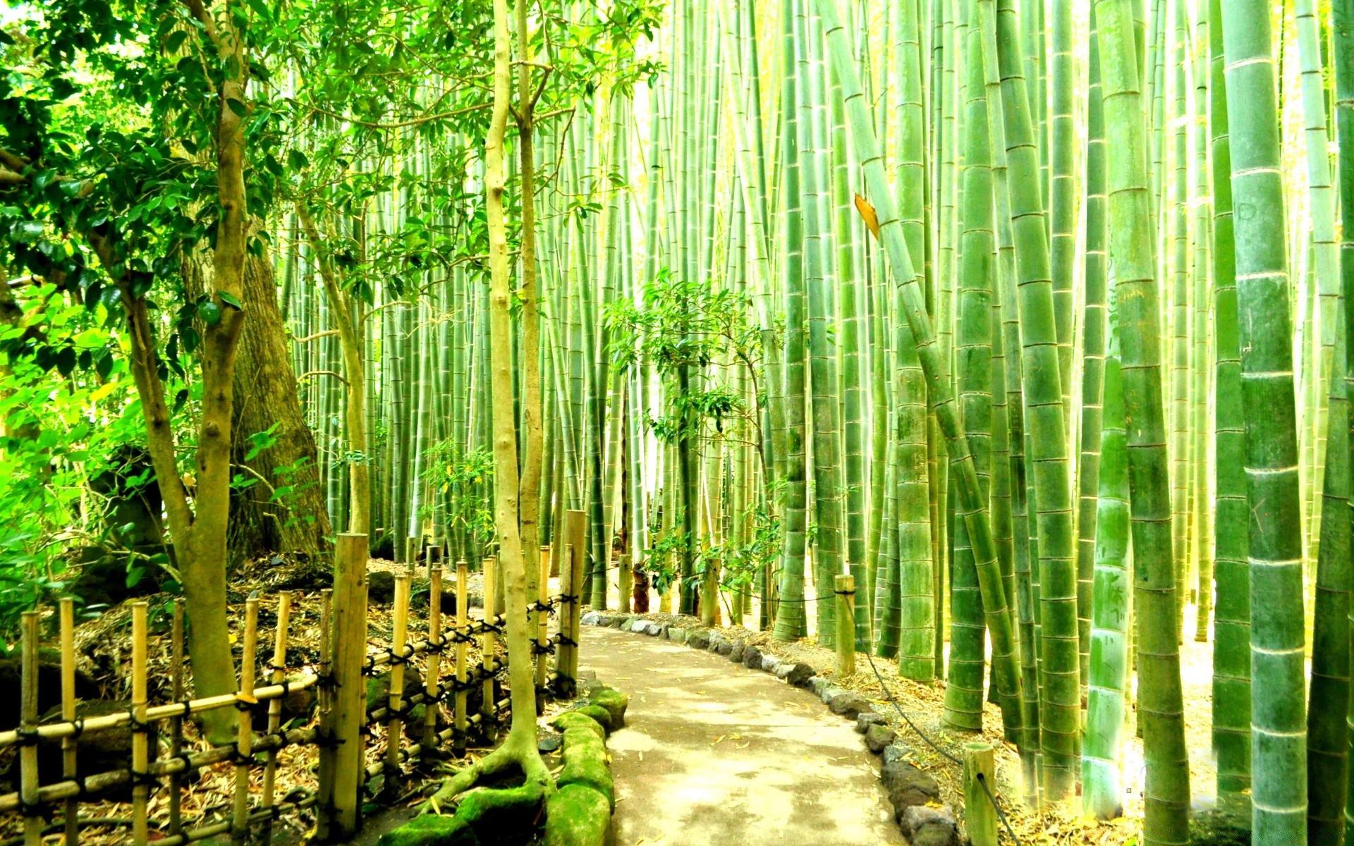 азия бамбук лист древесины природа дерево флора пышные пейзаж рост тропический парк среды лето сад на открытом воздухе хладнокровие