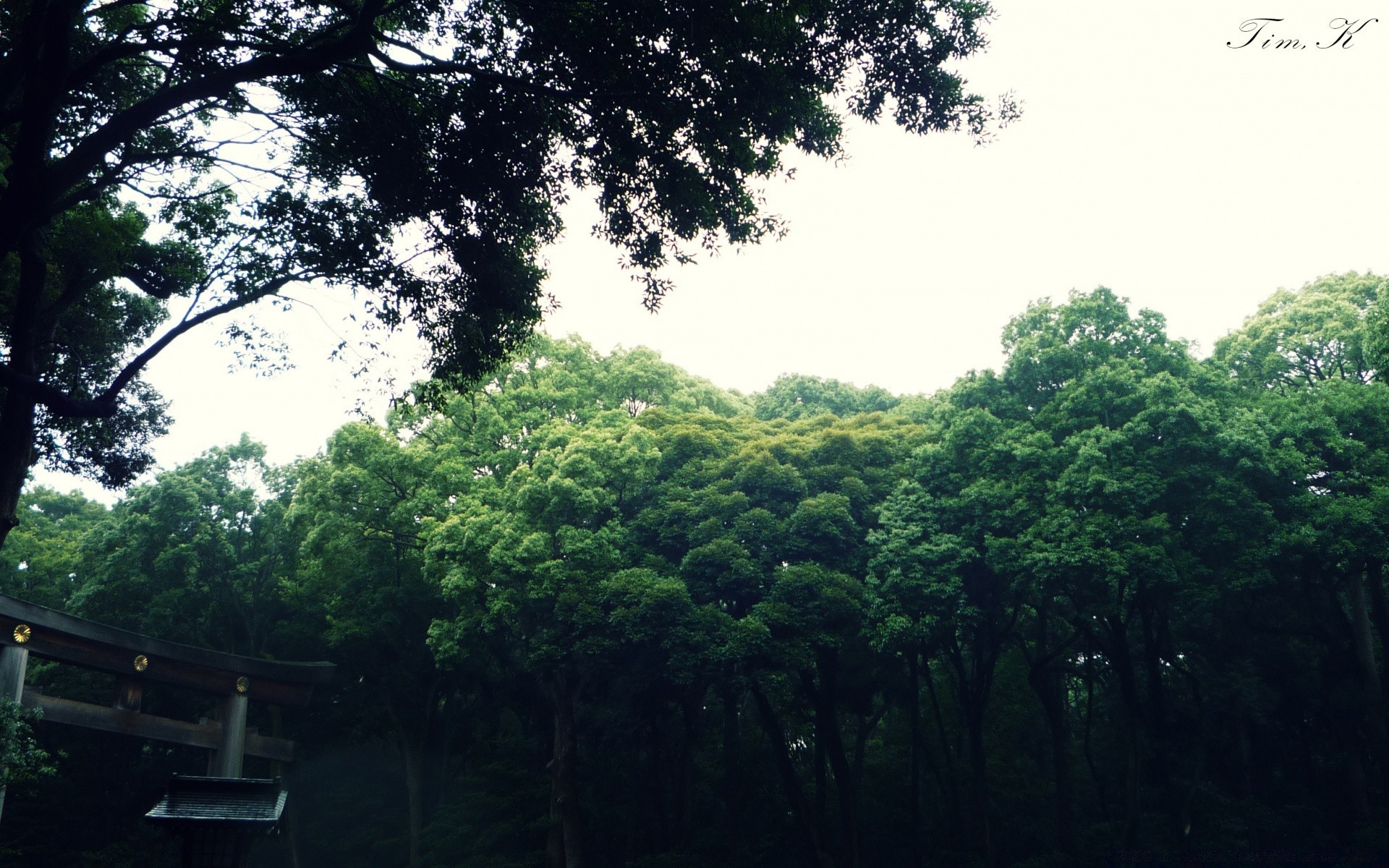 азия дерево природа древесины тропический лес лист пейзаж флора среды на открытом воздухе путешествия парк тропический джунгли пышные лето рост живописный туман