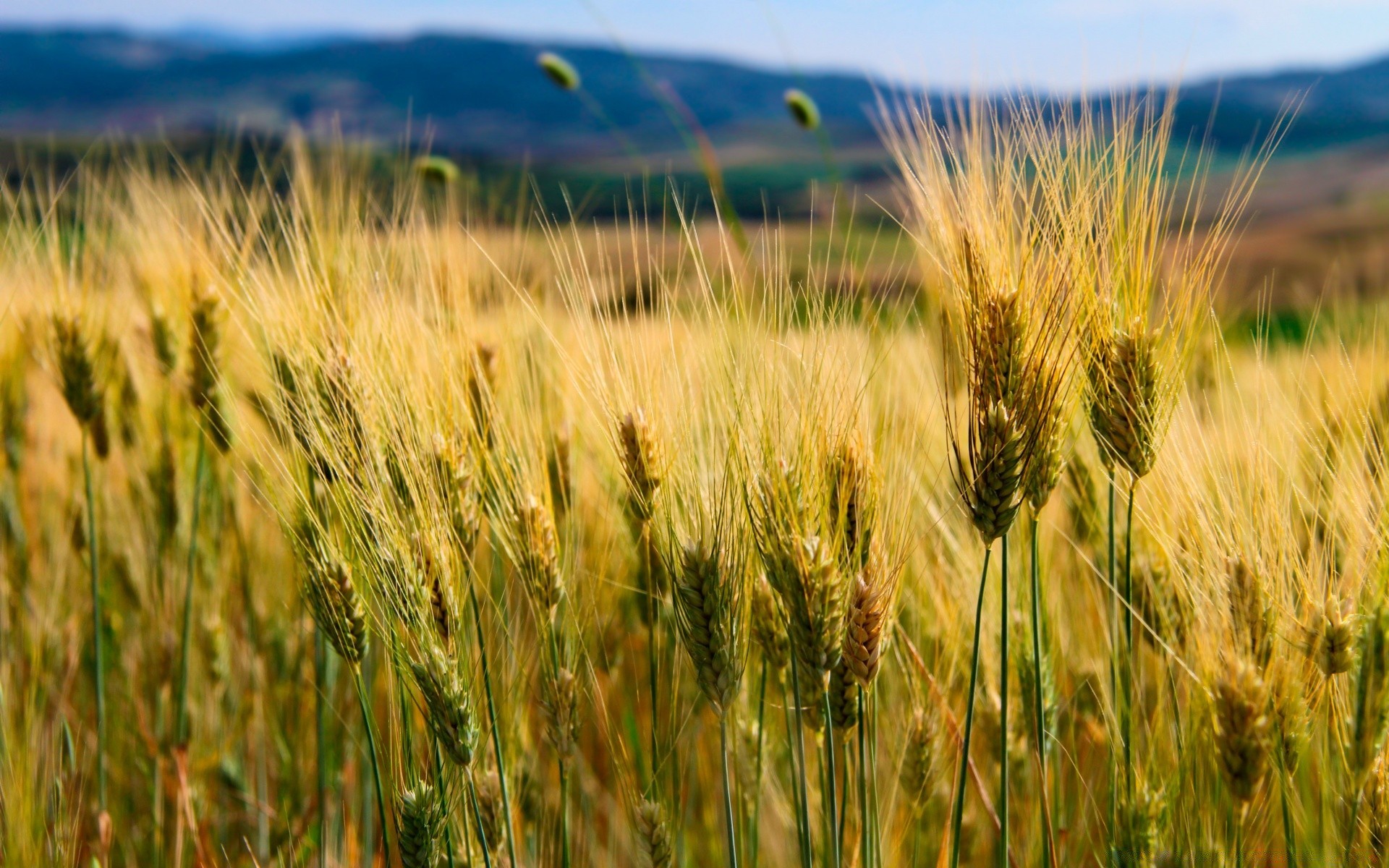 пейзажи хлопья пшеницы пастбище кукуруза сельских поле хлеб соломы рожь урожай ферма сельской местности семян сельское хозяйство лето ячмень сельхозугодия рост солнце