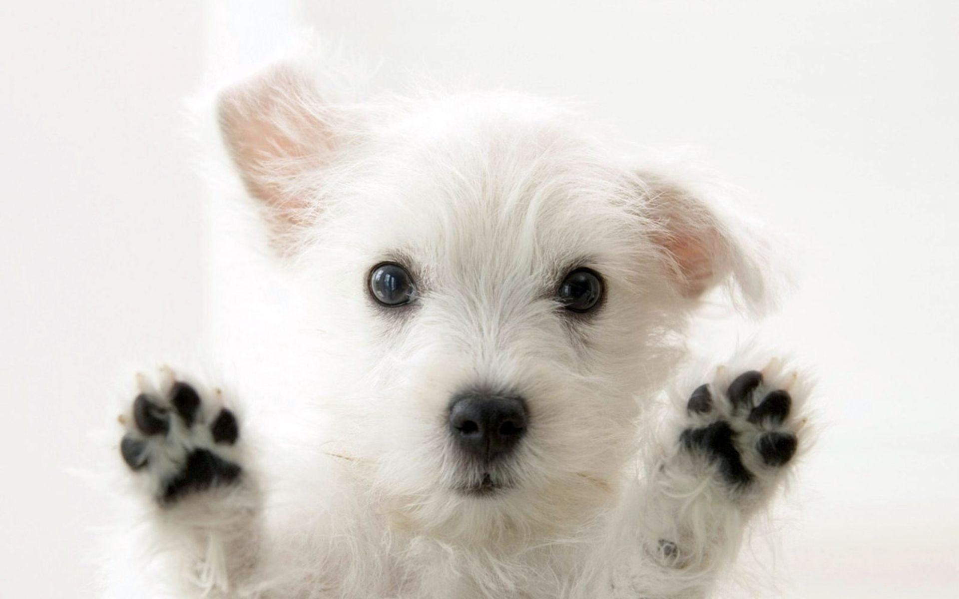 perros perro lindo animal mascota mamífero pequeño cachorro retrato perro pelaje adorable doméstico estudio pelaje