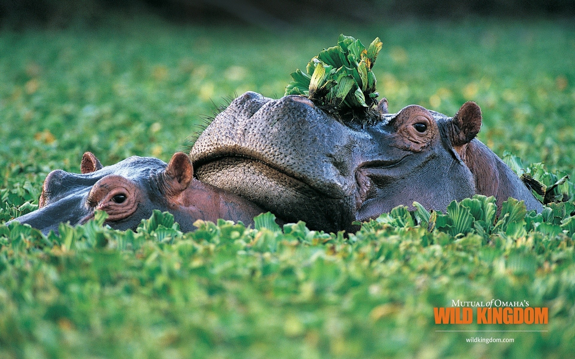 animaux nature animal herbe mammifère la faune champ parc à l extérieur mignon ferme hippopotame
