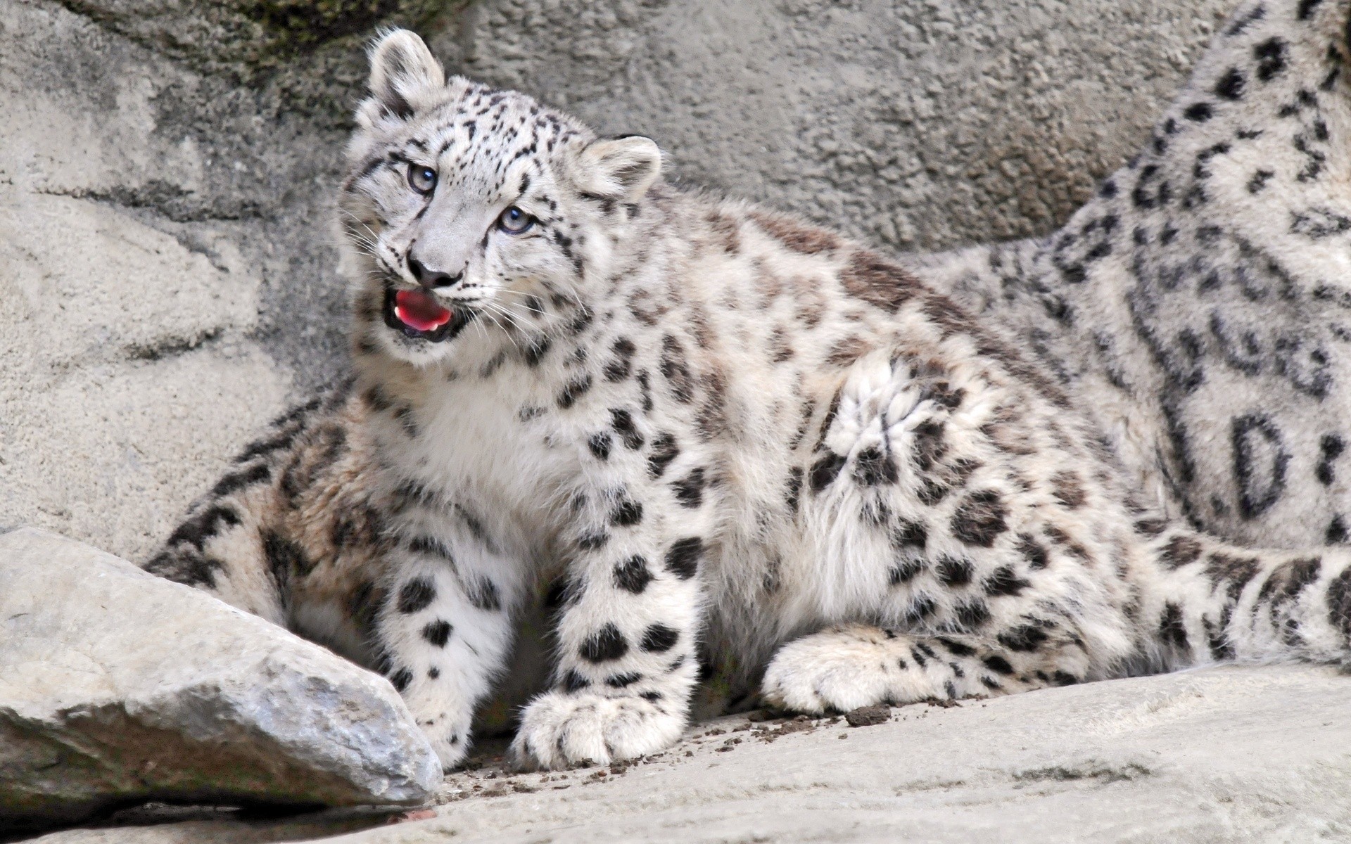 zwierzęta przyroda ssak kot zwierzę drapieżnik zoo dziki duży mięsożerca natura futro lampart myśliwy zagrożony safari portret pryszczaty
