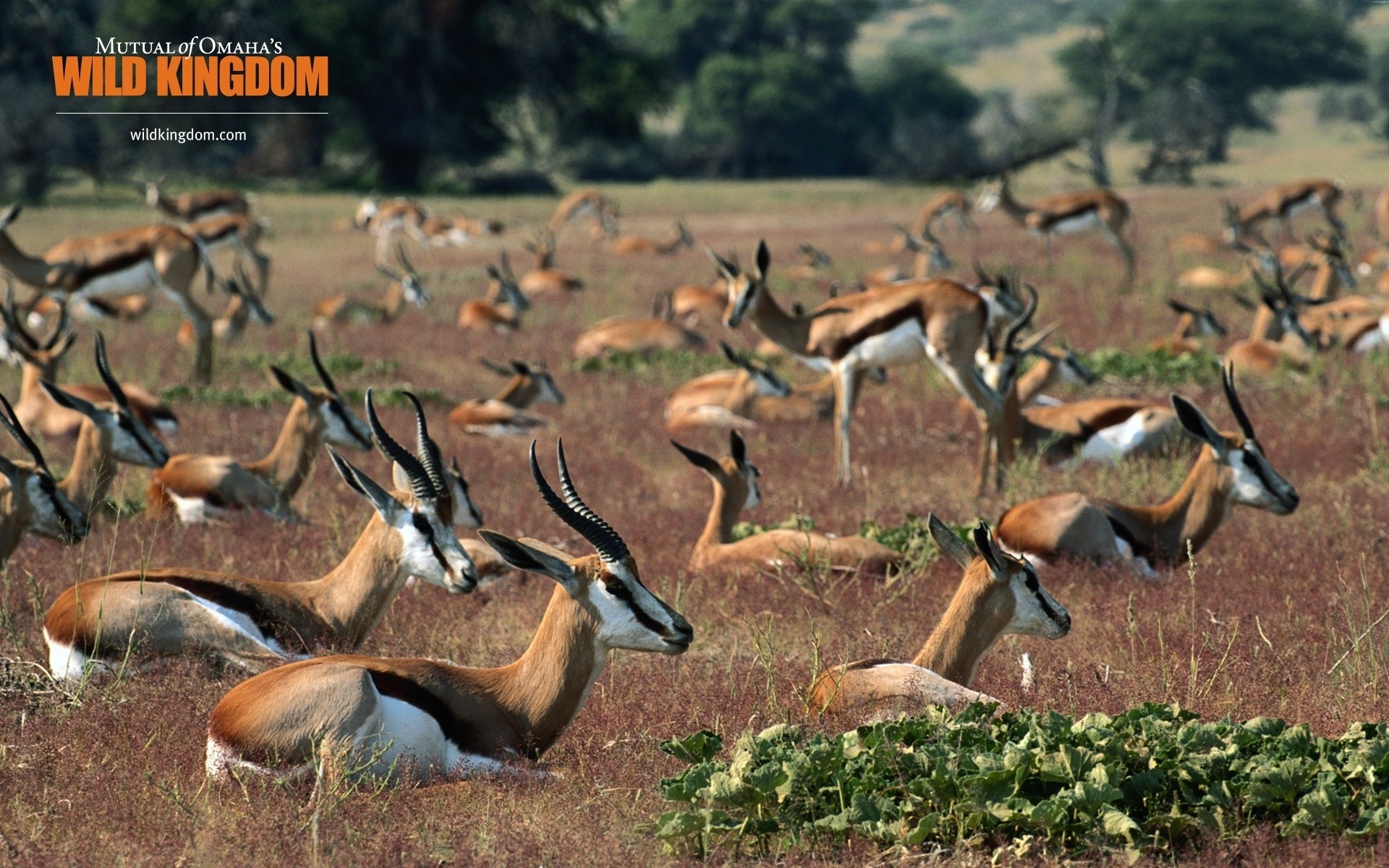 tiere tierwelt natur im freien wild tier gras antilope gazelle