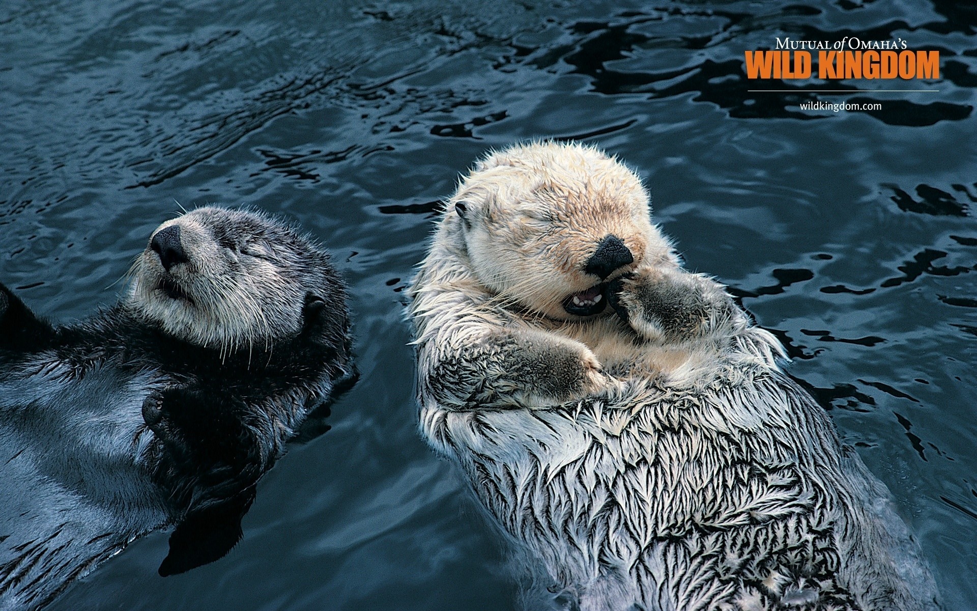 animais água vida selvagem mamífero natureza animal natação jardim zoológico cabeça selvagem rio otter