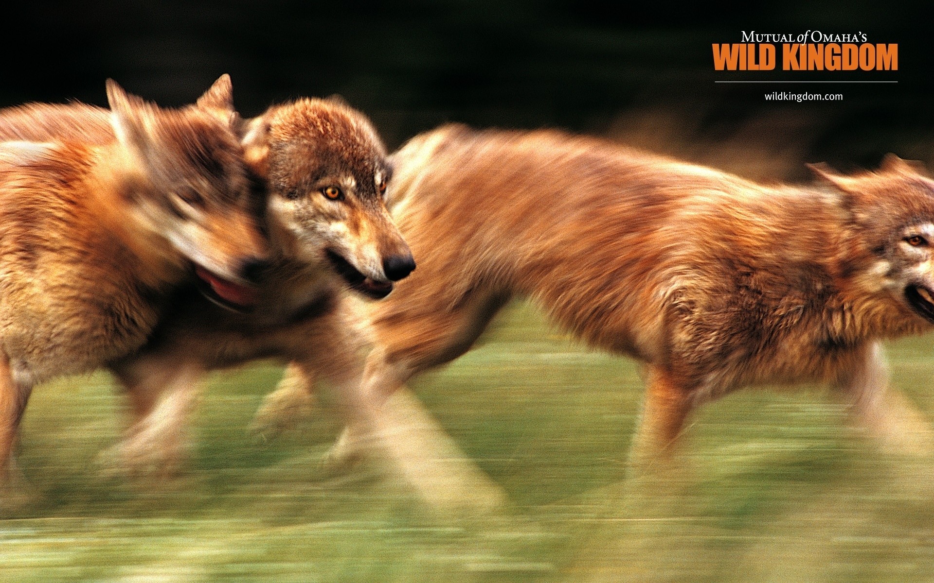 animali mammifero animale della fauna selvatica natura pelliccia cane selvaggio canino carino all aperto erba giovane animale occhio volpe lupi