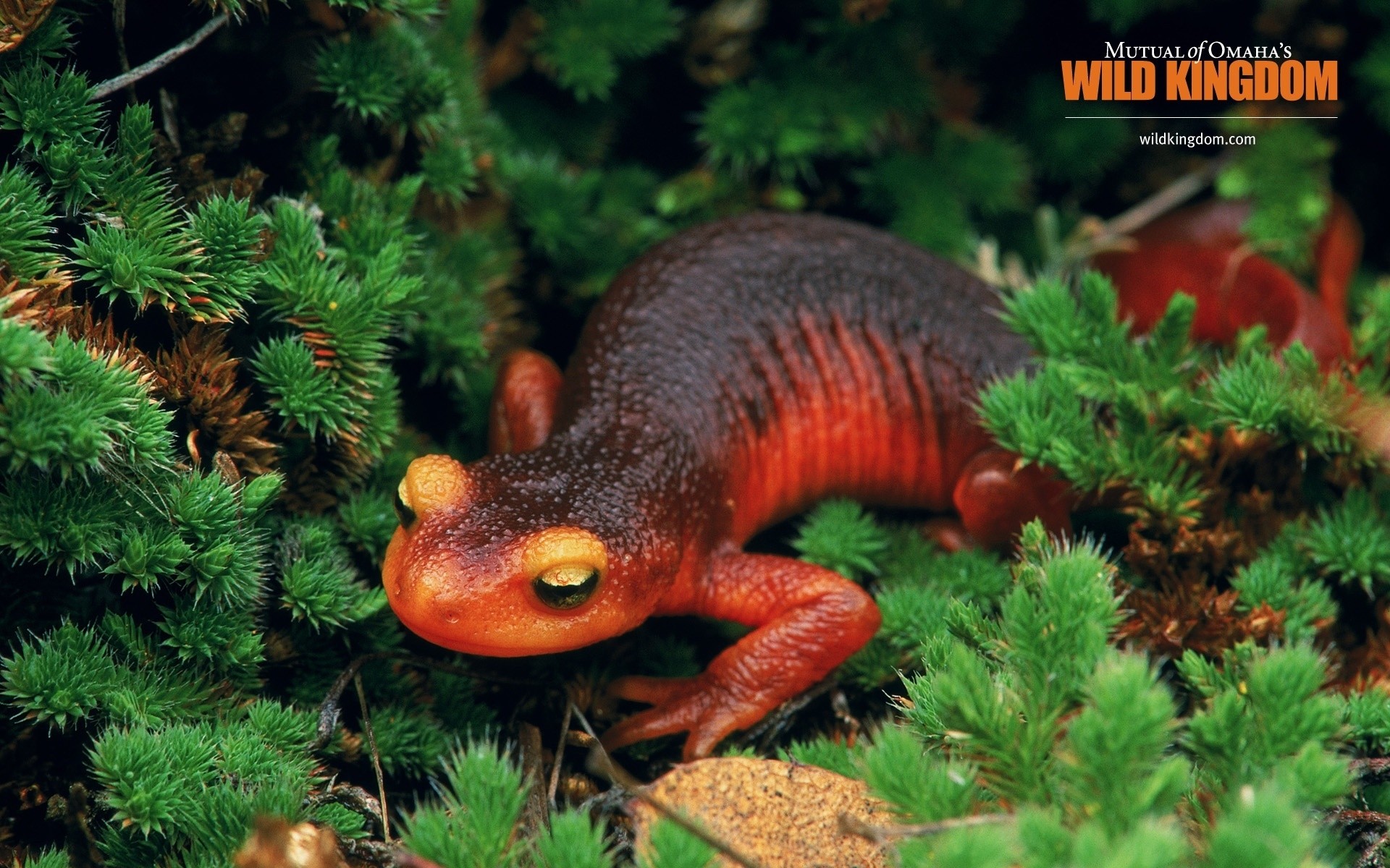 reptiles y ranas naturaleza al aire libre gazoo árbol vida silvestre madera horizontal biología salamandra