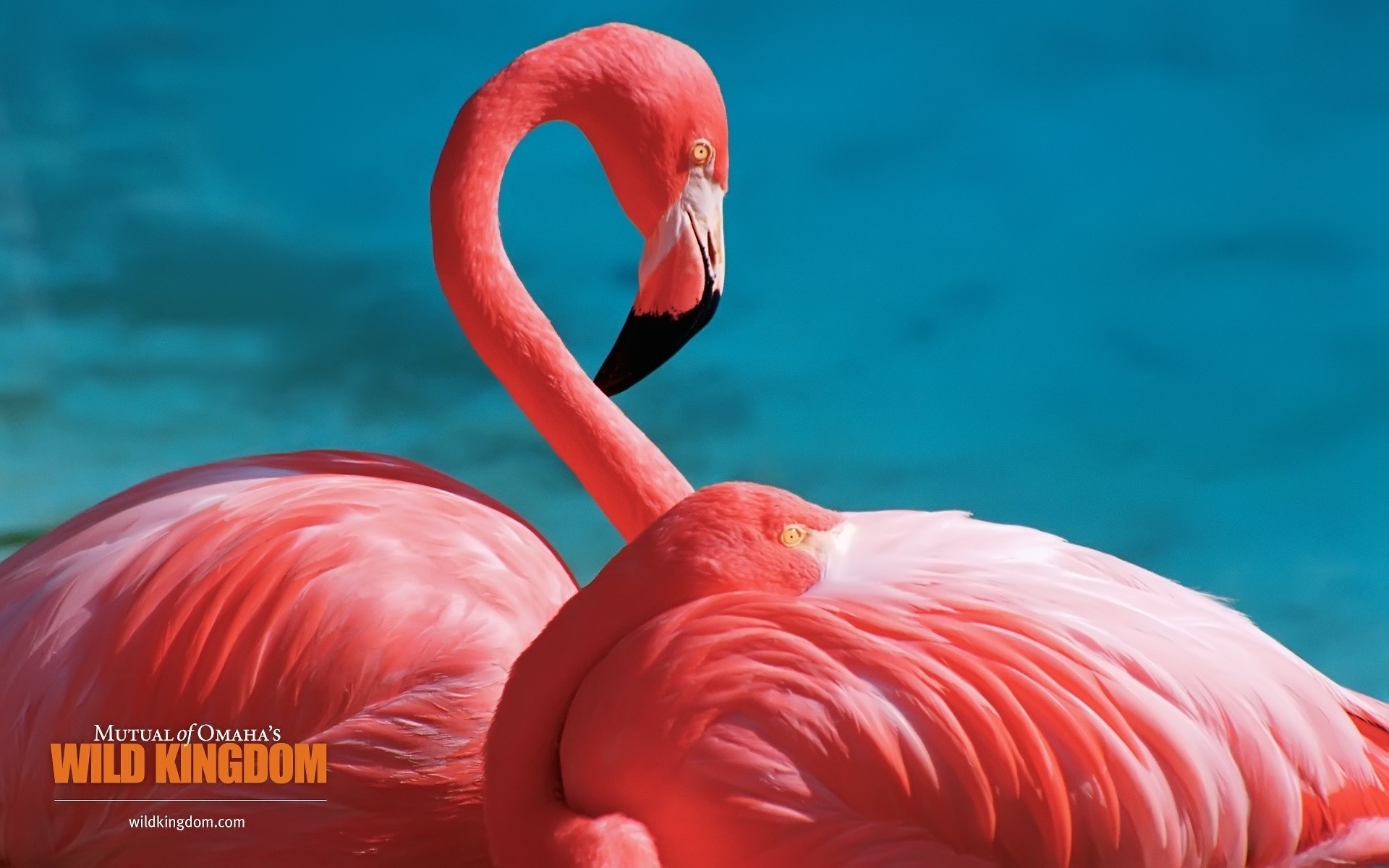 flamingolar doğa su