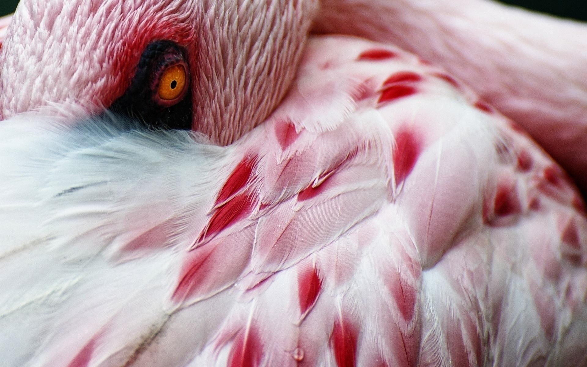 flamingo vogel tier natur porträt tierwelt zoo feder