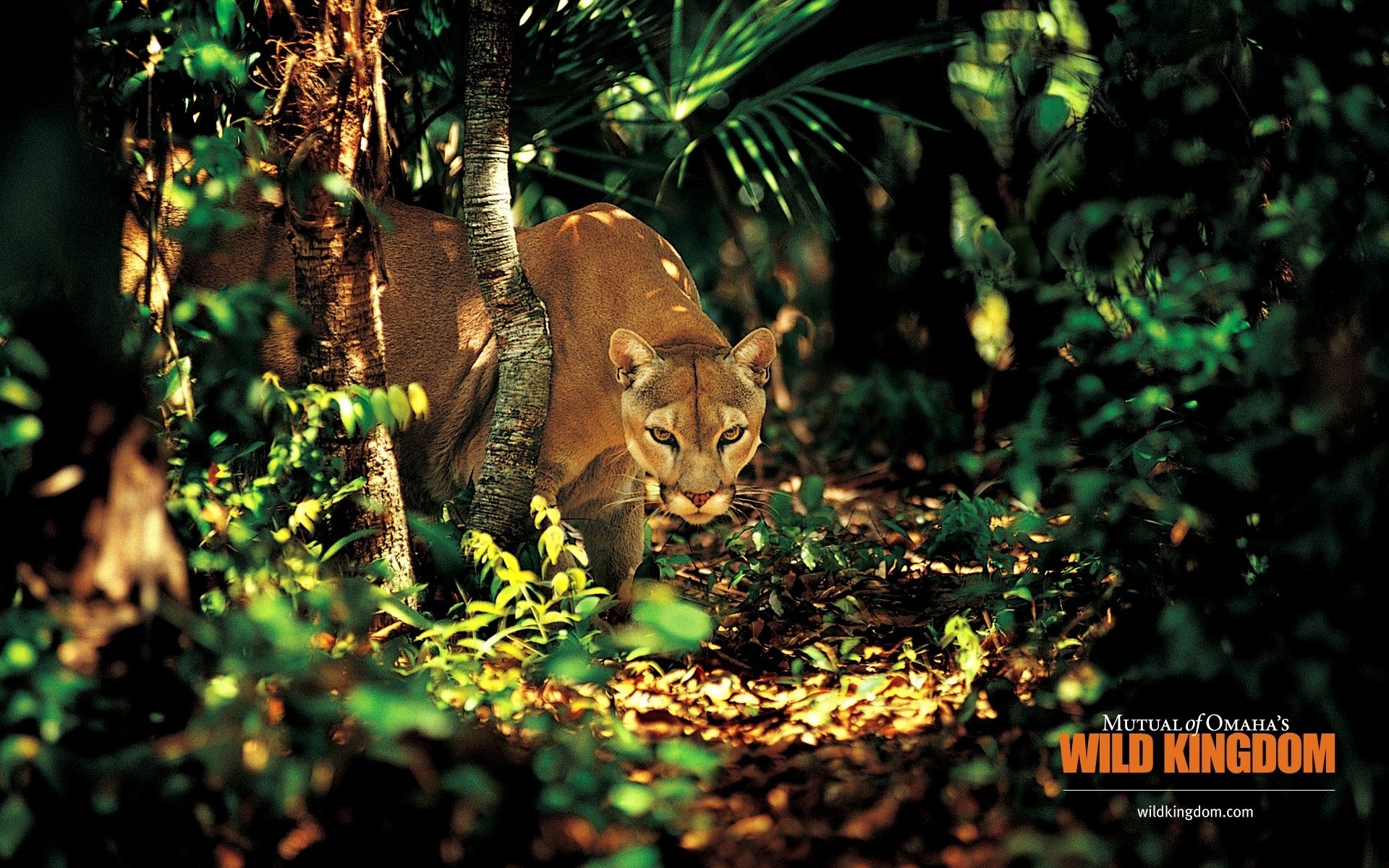 animales naturaleza madera gato vida silvestre al aire libre mamífero árbol hoja salvaje animal pelaje selva puma