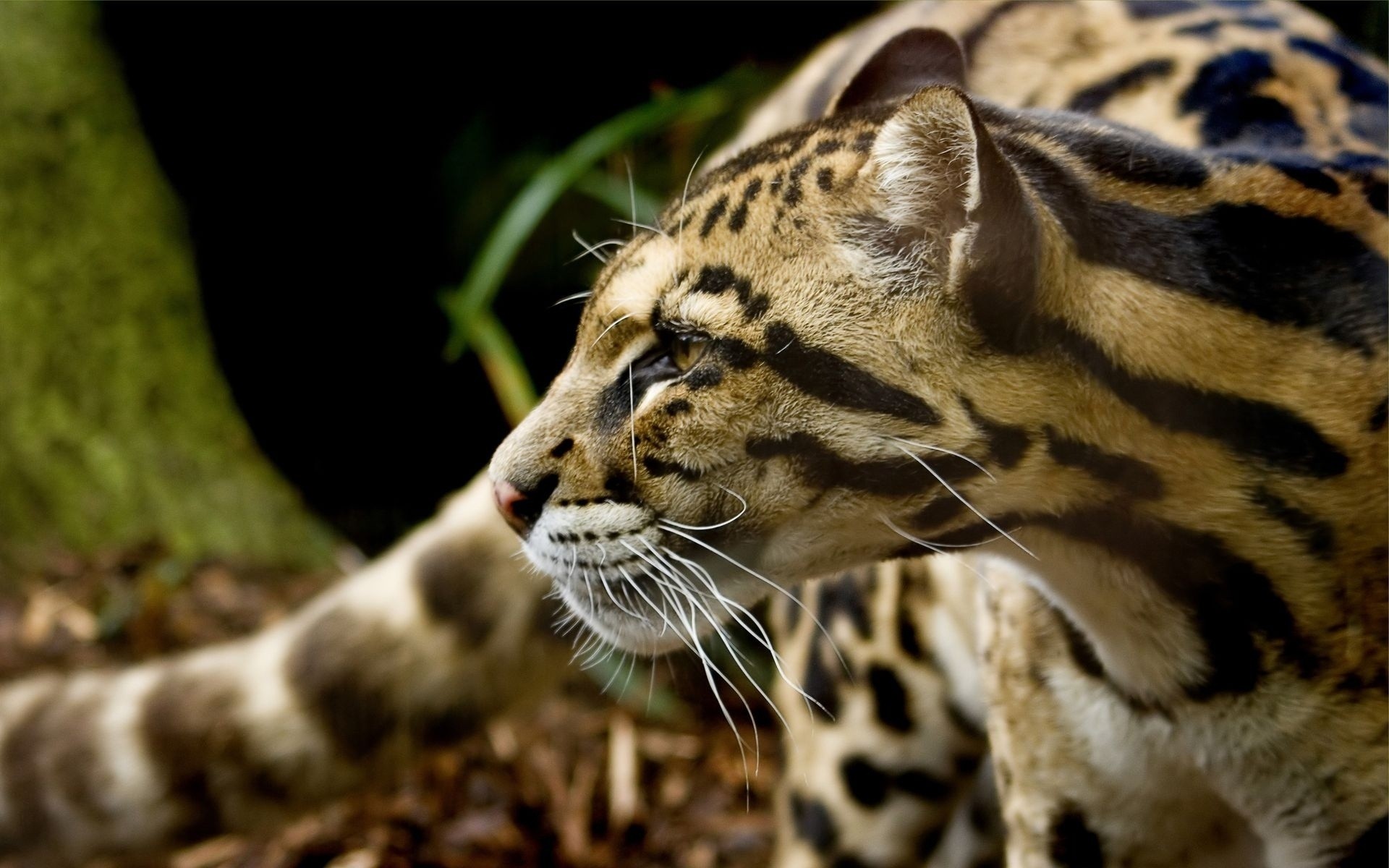 animais vida selvagem gato jardim zoológico animal mamífero tigre predador natureza selva selvagem pele safari comedor de carne grande listra leopardo caçador agressão caça perigo jaguar